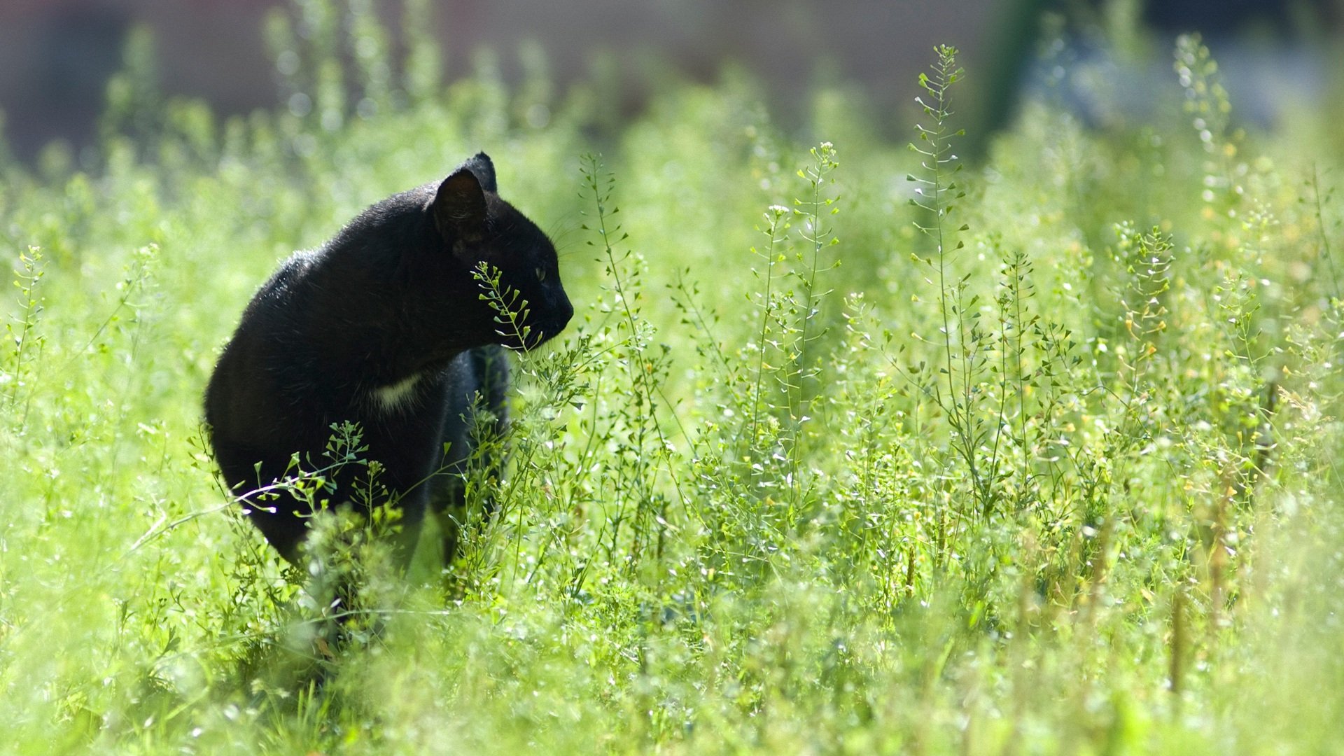 萌宠,黑豹,儿童桌面专用