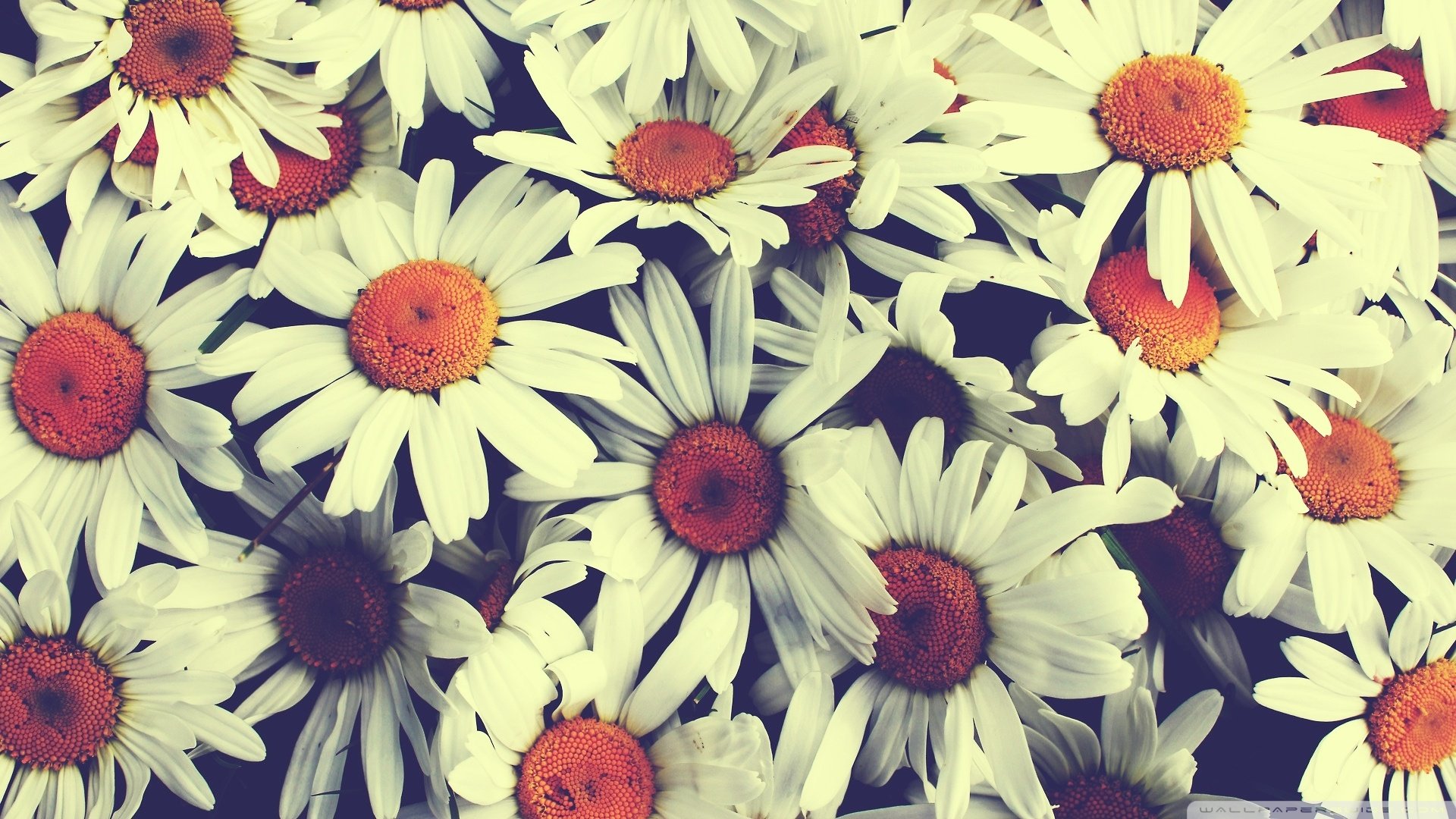 小清新,鲜花,花朵,清新淡雅,儿童桌面专用