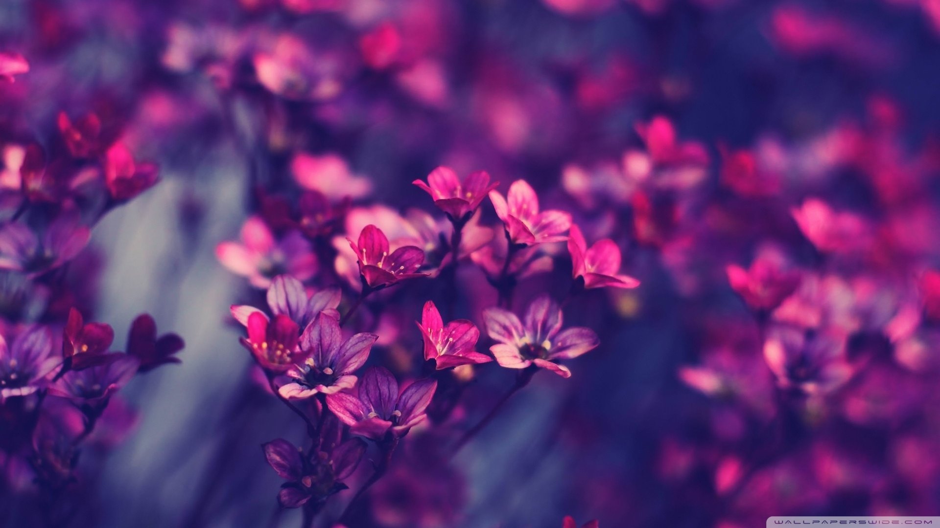 小清新,花朵,清新淡雅,儿童桌面专用