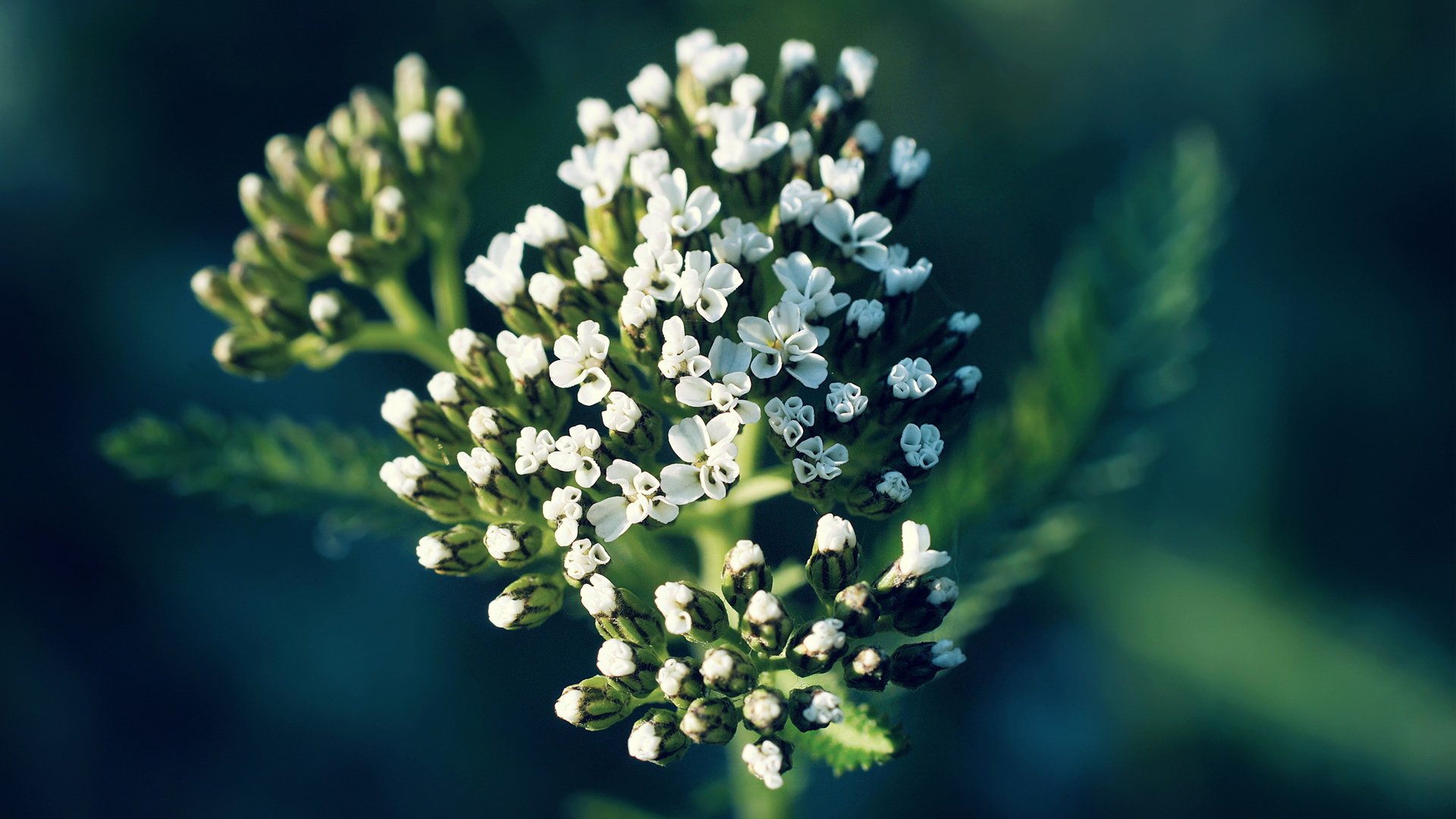 小清新,花,植物,清新淡雅,儿童桌面专用