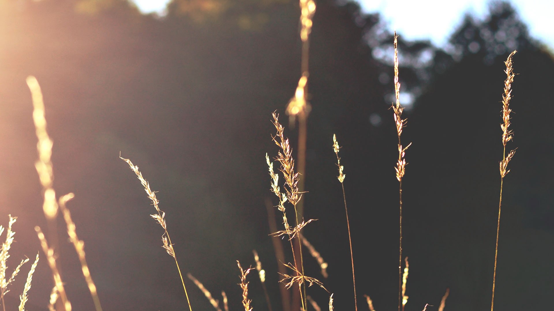 小清新,植物,清新淡雅