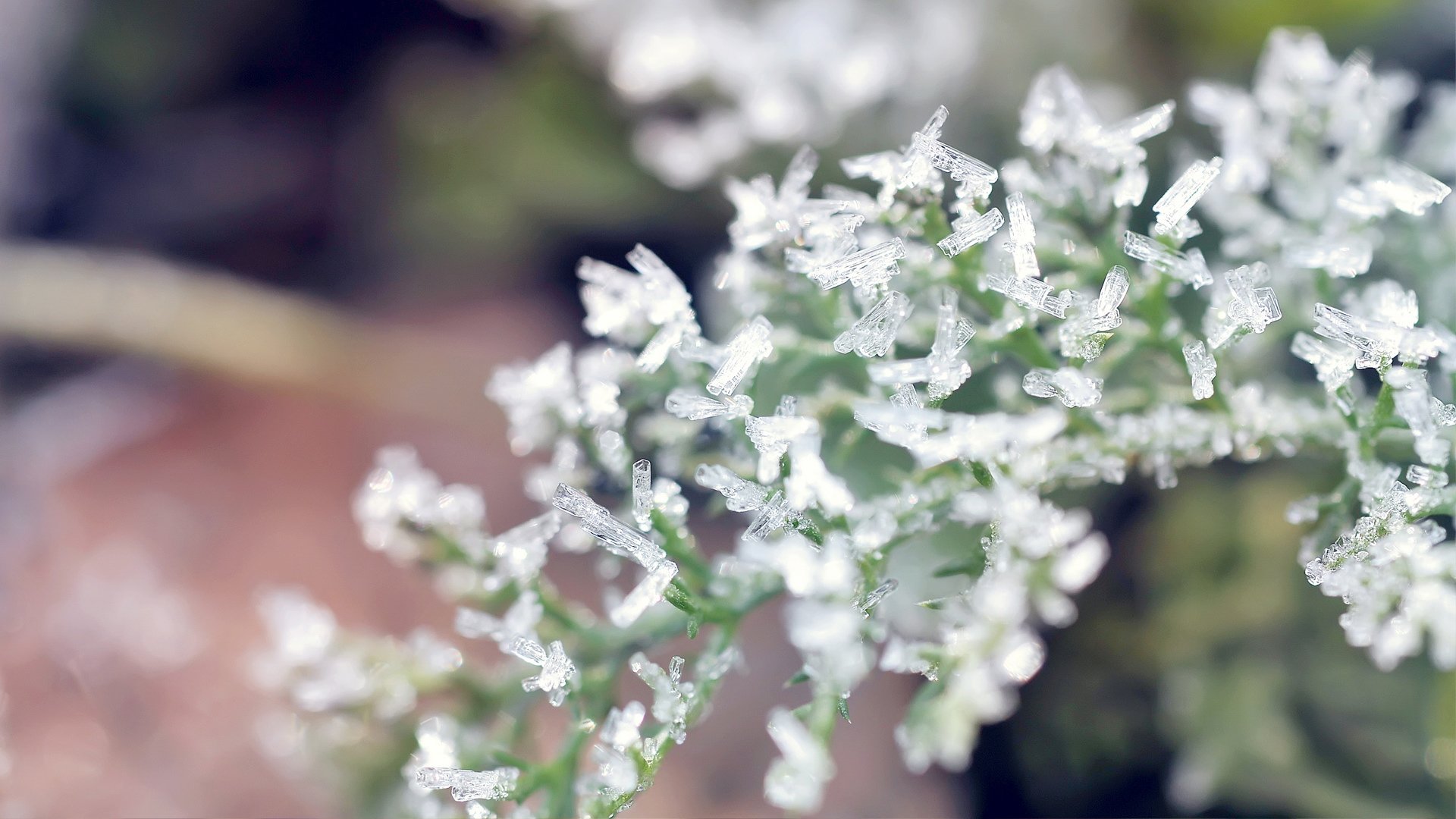 小清新,花,植物,清新淡雅,儿童桌面专用