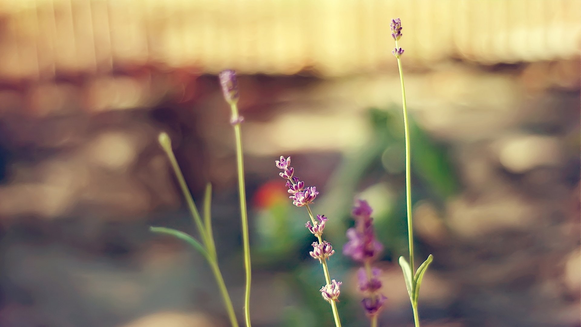 小清新,植物,清新淡雅,儿童桌面专用