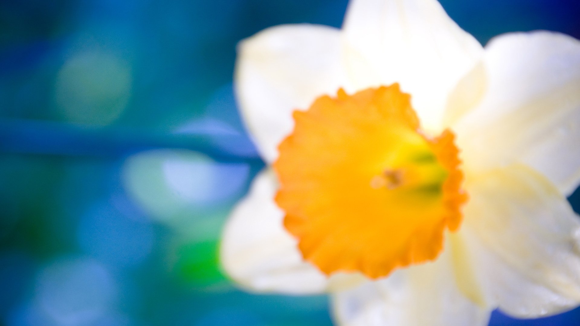 小清新,花朵,清新淡雅,儿童桌面专用