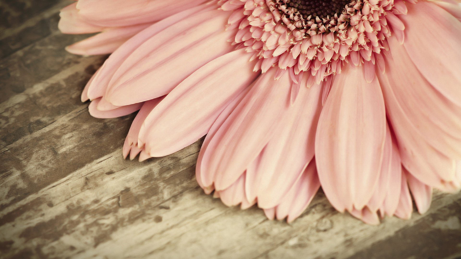 小清新,花朵,清新淡雅,儿童桌面专用