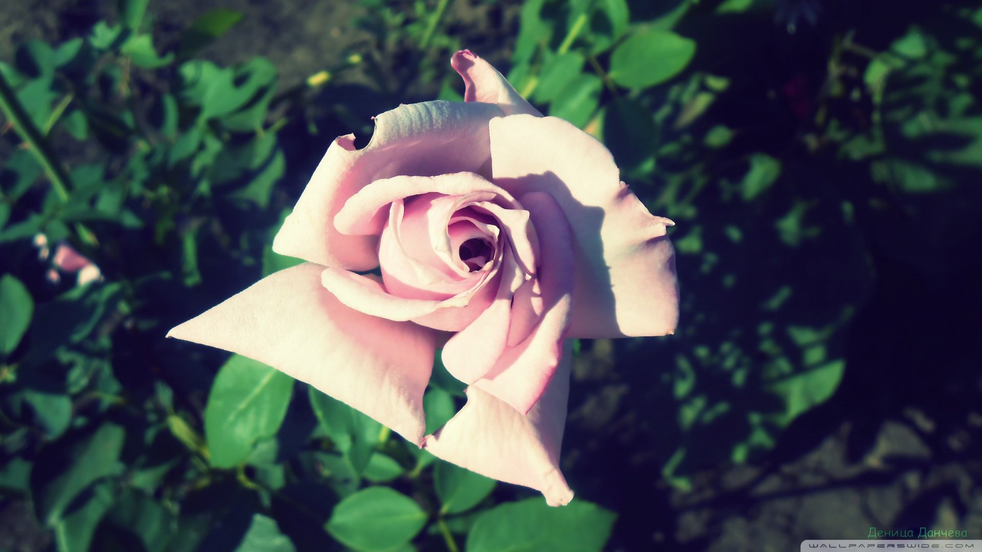 小清新,花朵,清新淡雅,儿童桌面专用