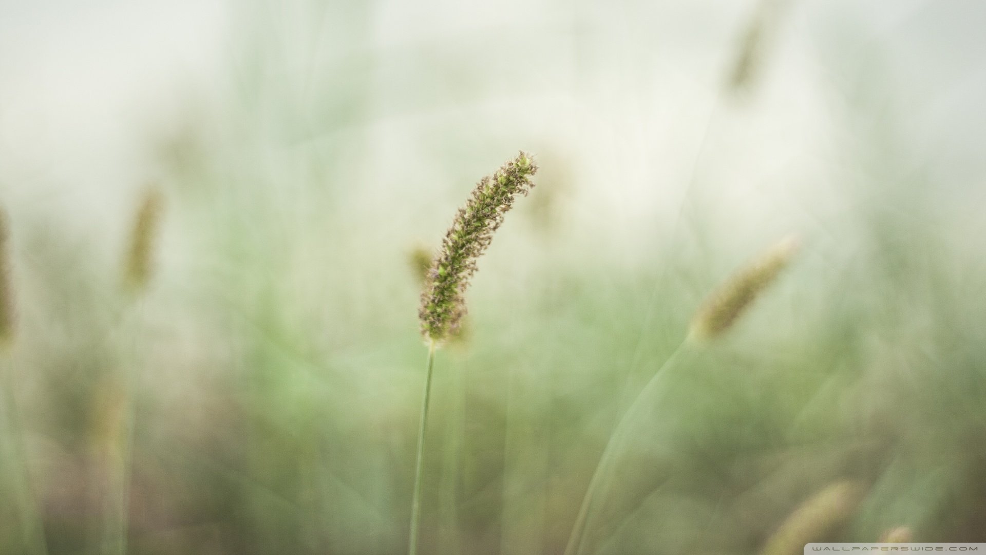 小清新,清新淡雅,儿童桌面专用