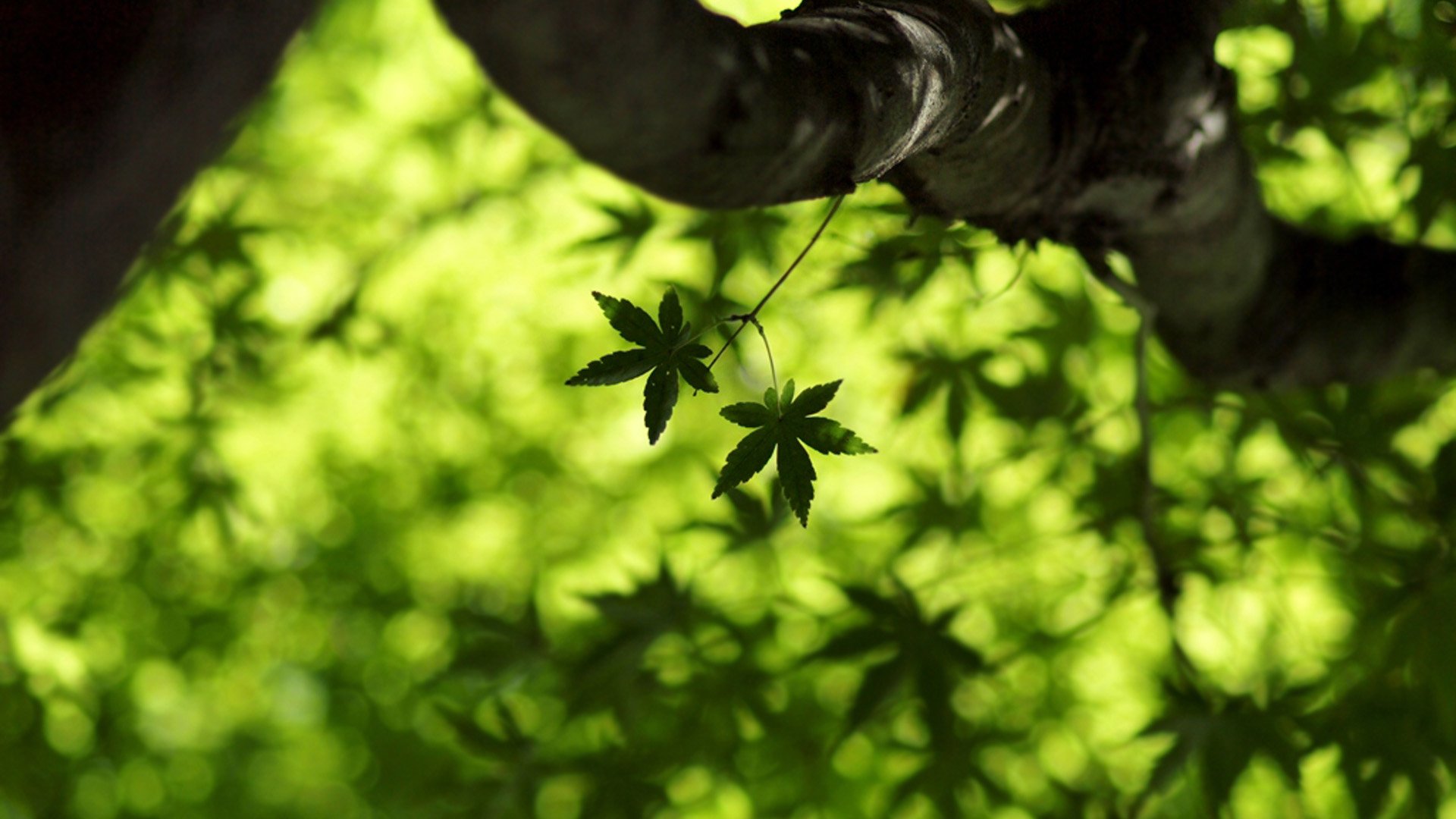 小清新,唯美,温馨,安静,风景