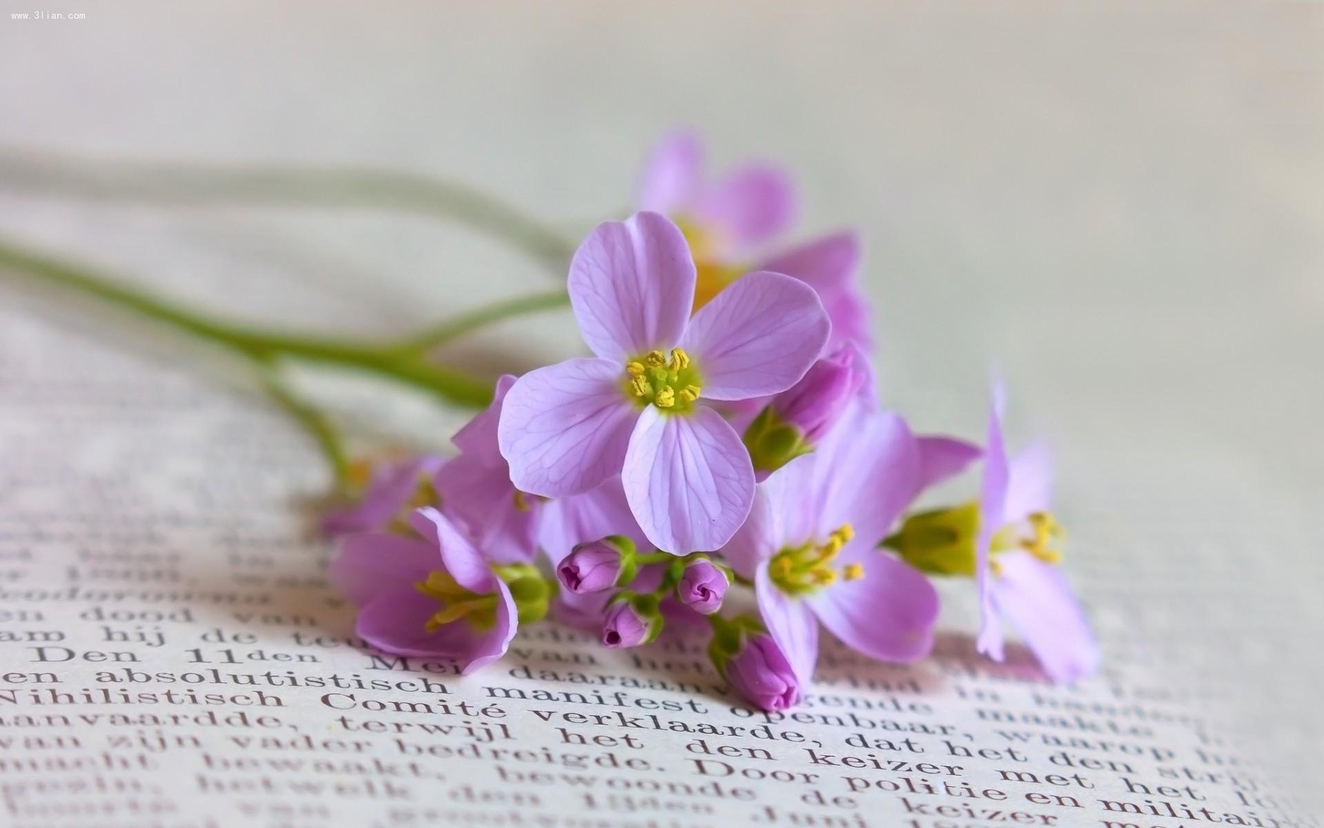 小清新,小花,可爱,宽屏