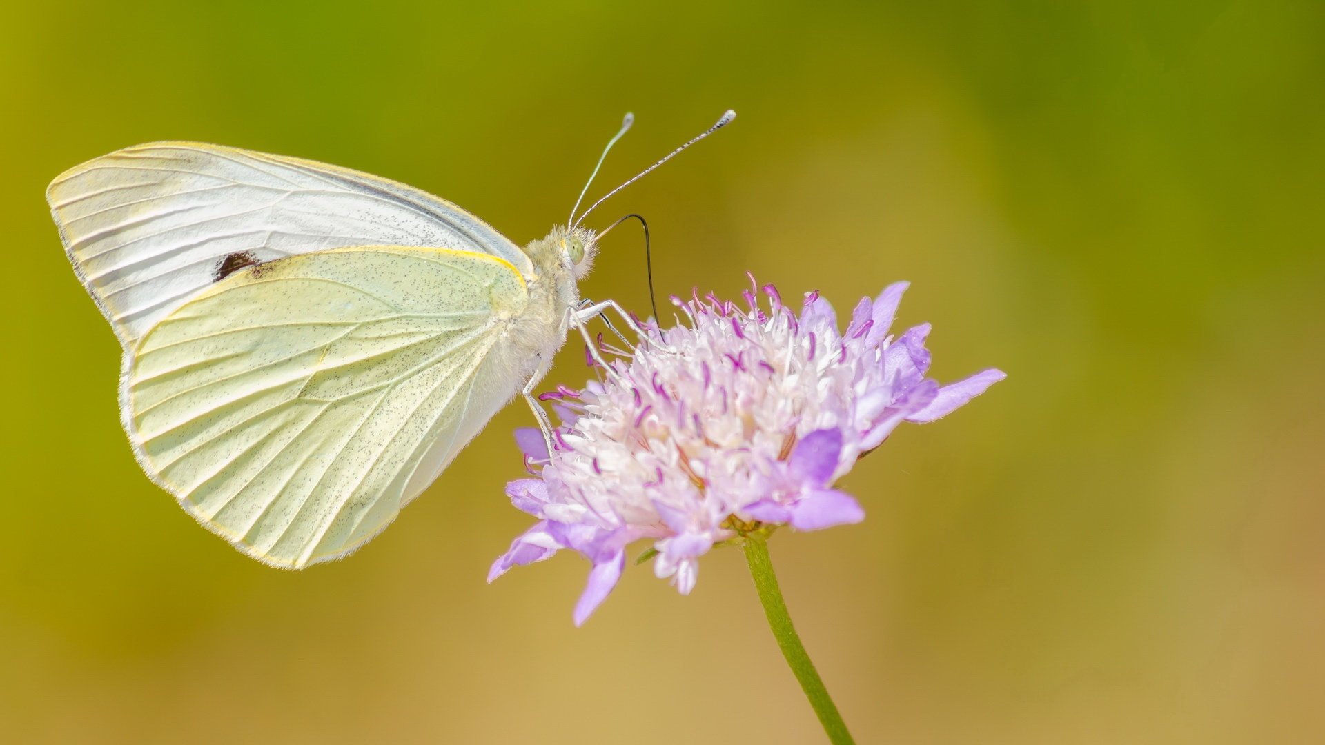 超萌,蝴蝶,花蝴蝶,美丽,可爱