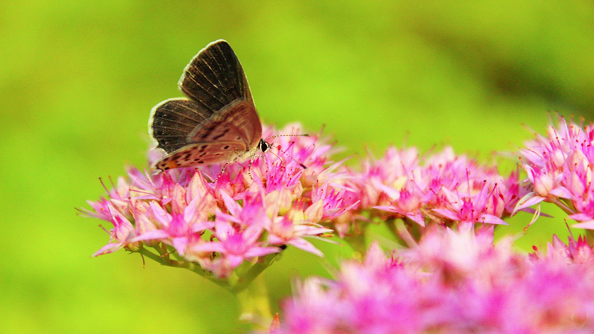 萌宠,蝴蝶,可爱,美丽,宽屏
