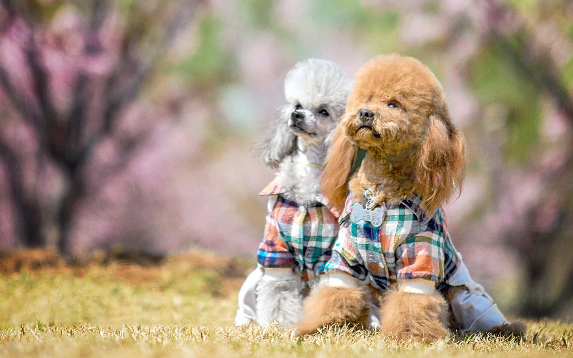 萌宠,汪星人,泰迪,萌萌哒