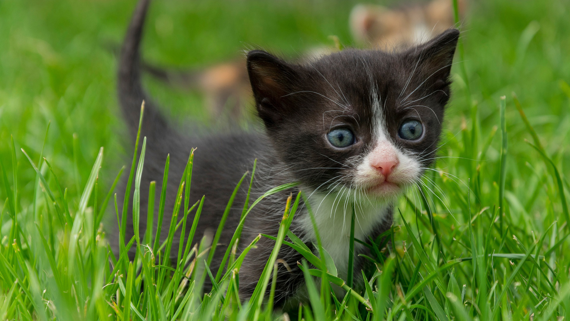 喵星人,黑猫,草丛
