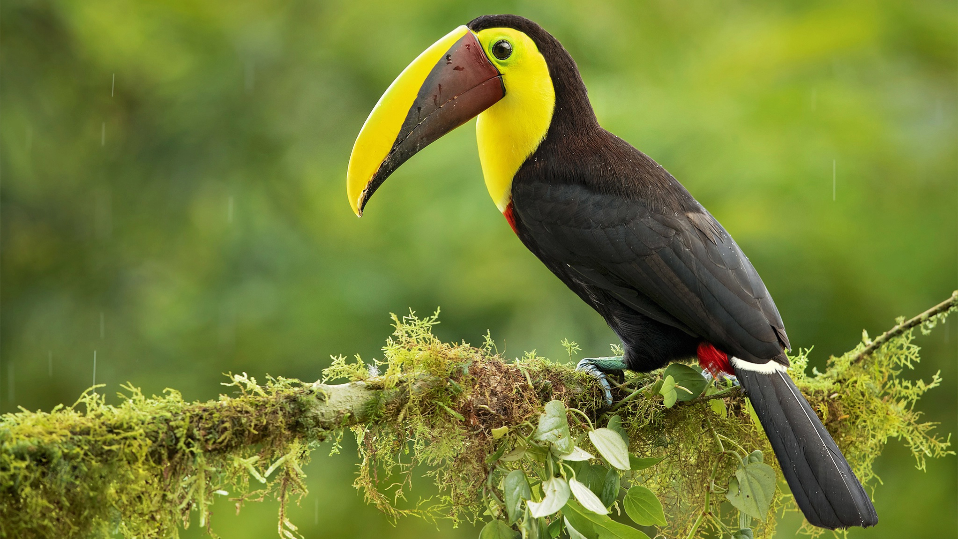 小鸟天地,大嘴鸟