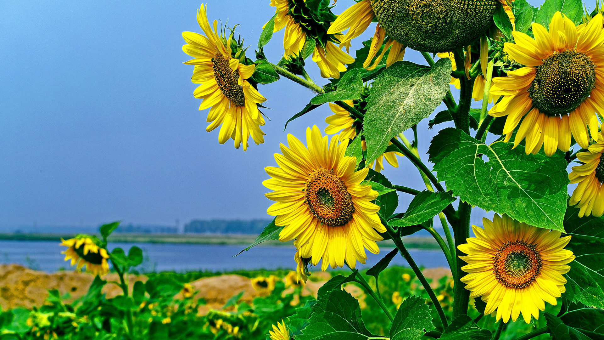 鸟语花香,向日葵,
