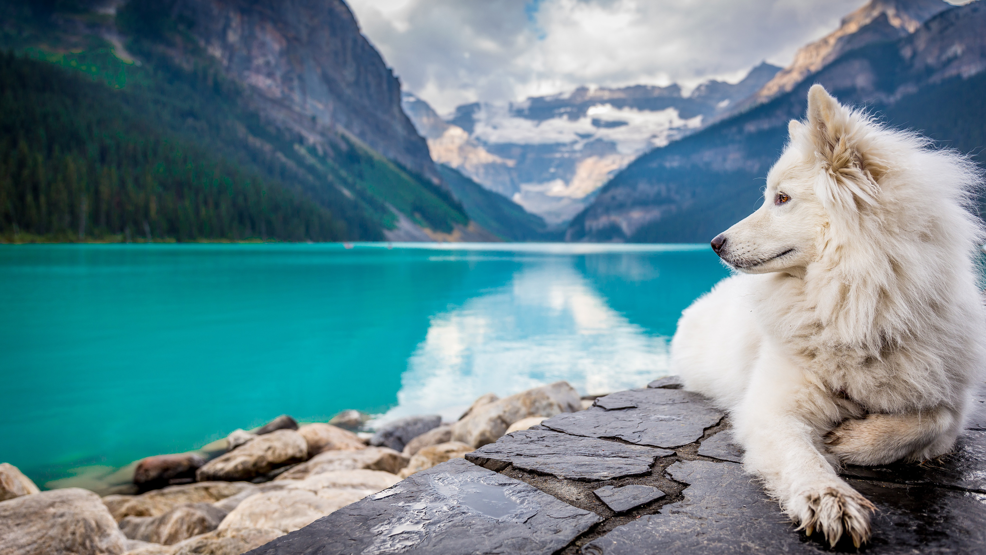 汪星人,狗,萨摩