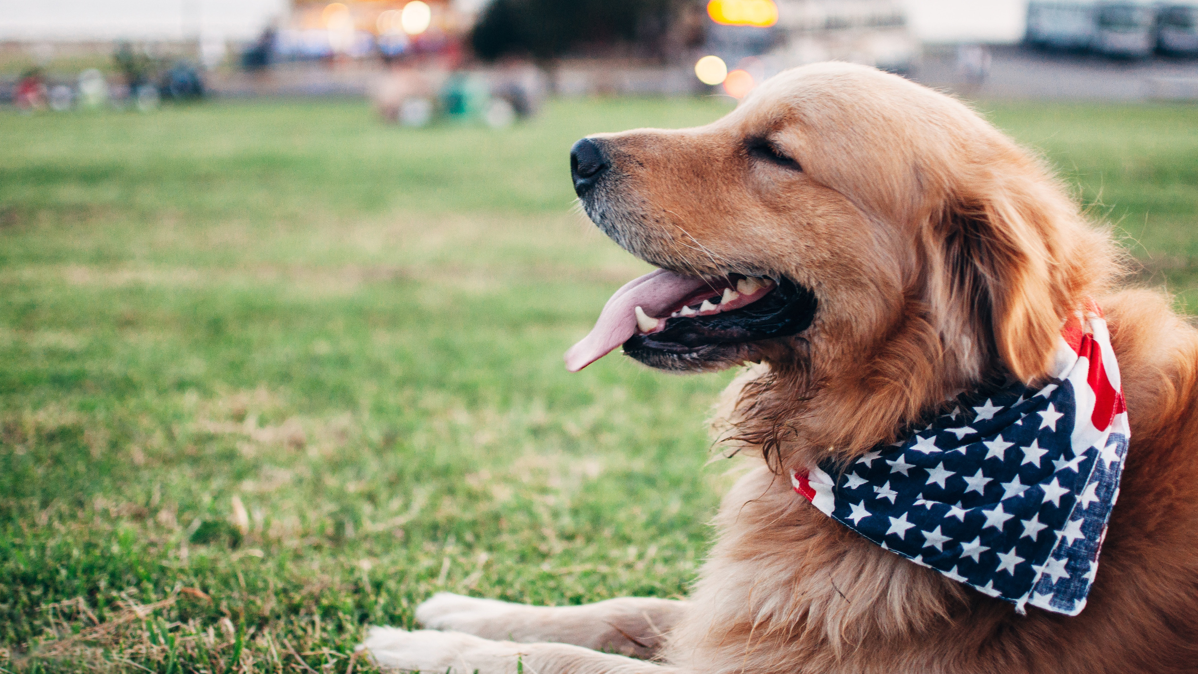 汪星人,狗,金毛