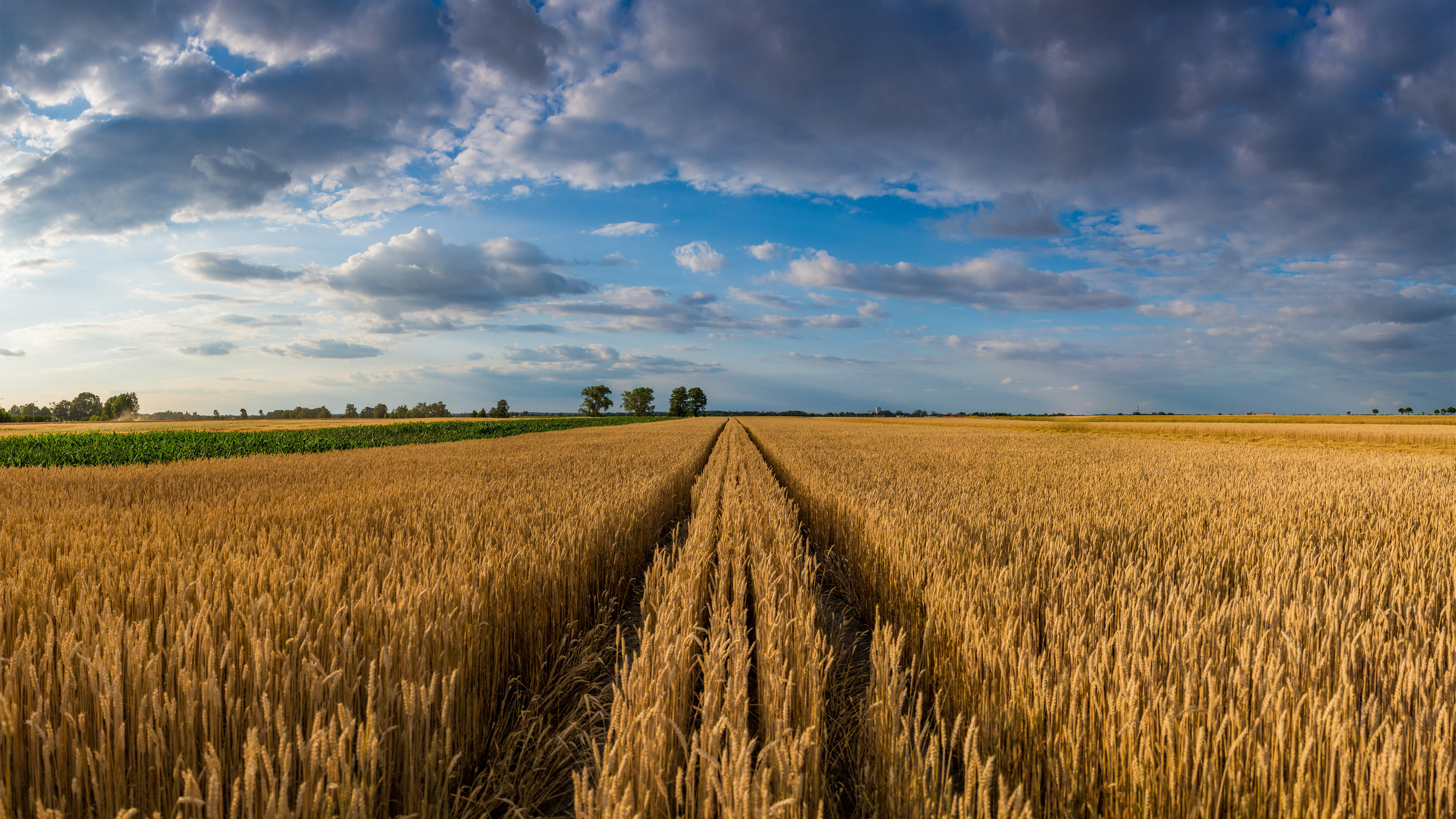 麦田,乌云,天空