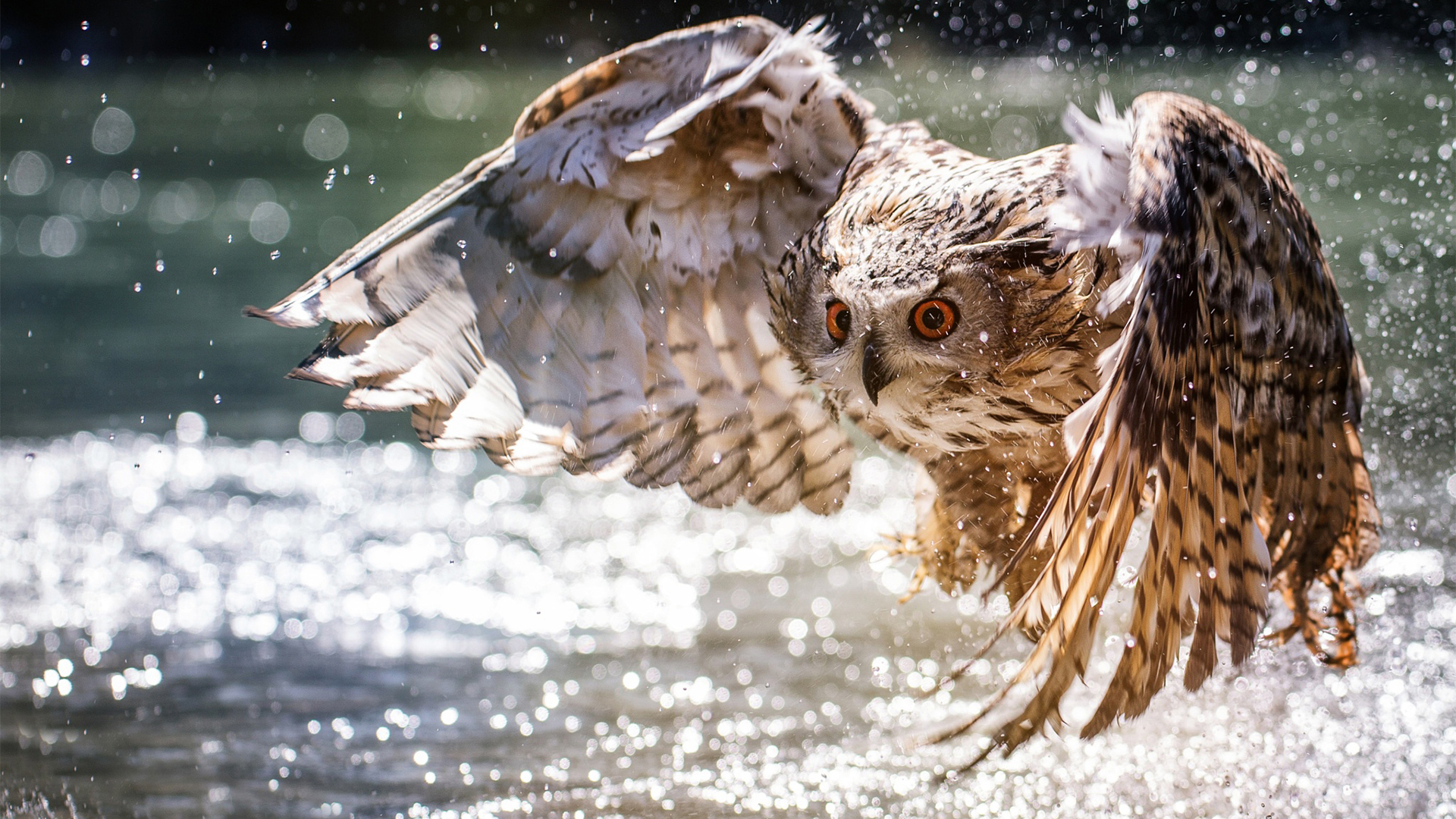 野生动物,猫头鹰
