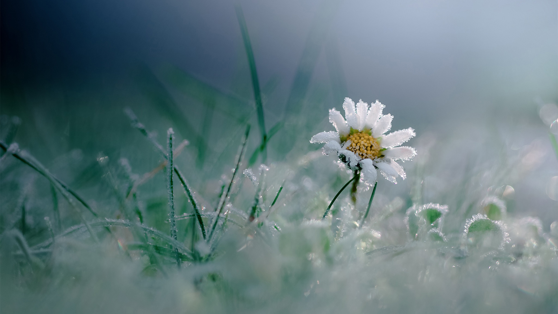 鸟语花香,木春菊