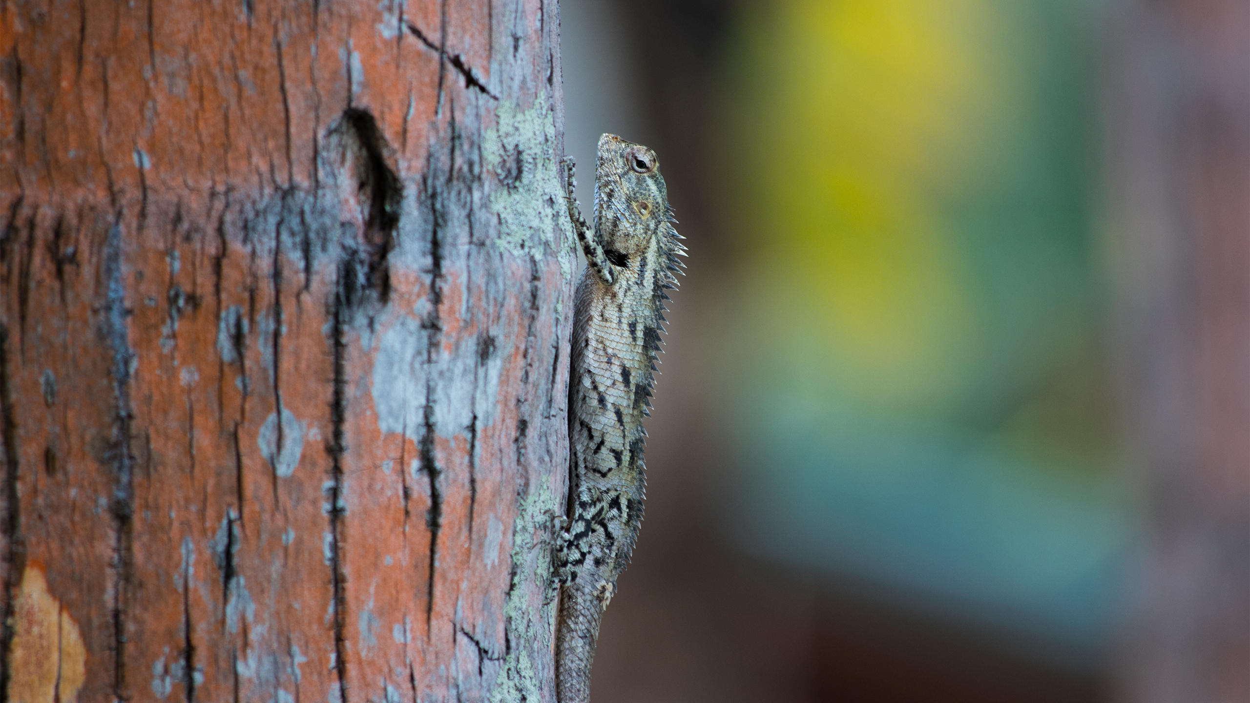野生动物,蜥蜴,变色龙