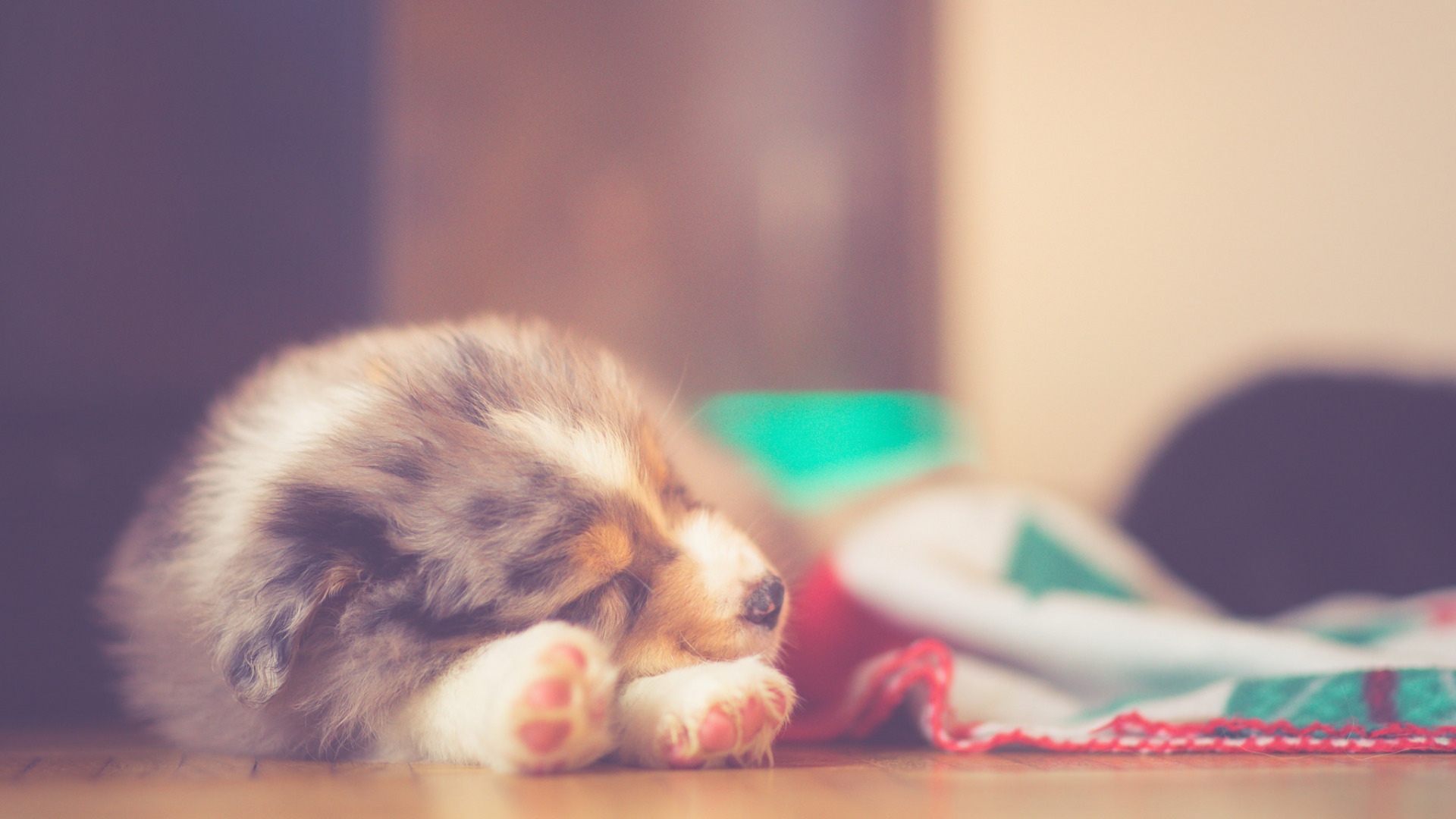 汪星人,狗,小清新