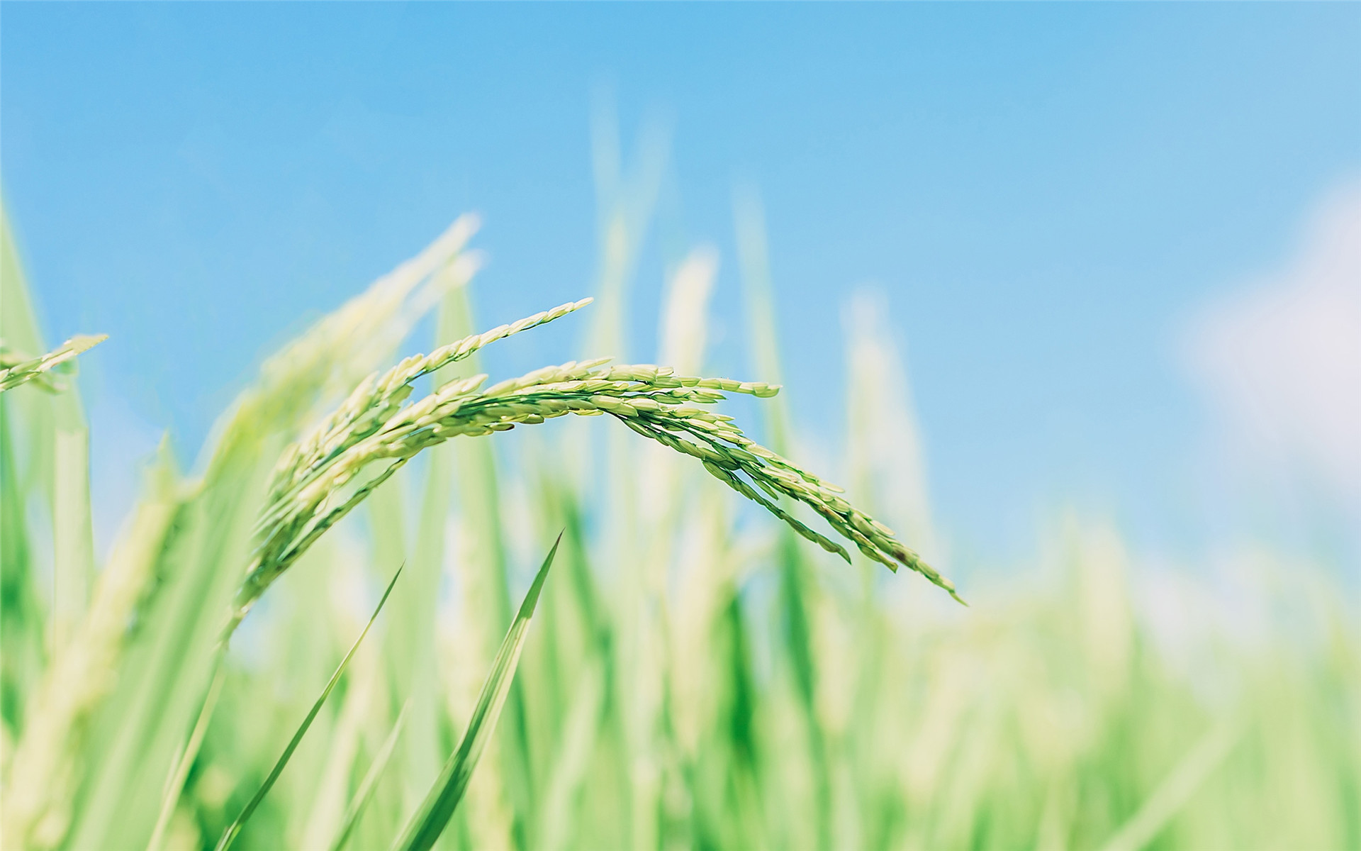 植物,小麦,,水稻