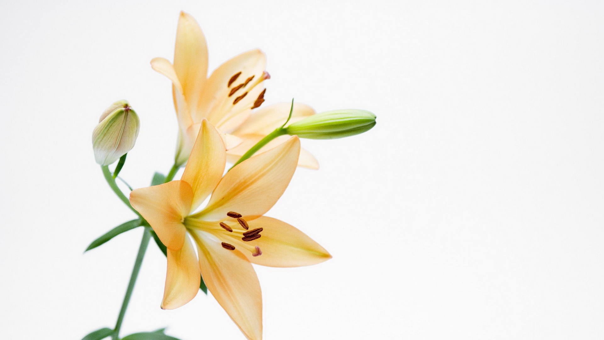 花卉,植物,静物写真