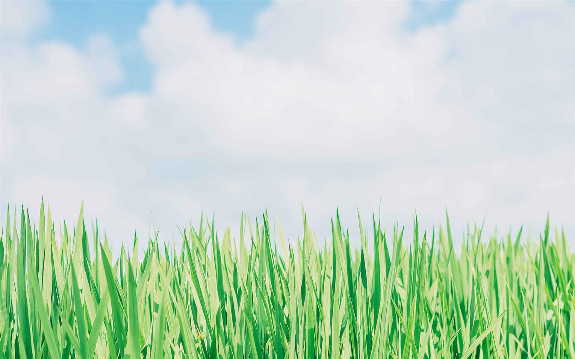 风景,水稻,天空