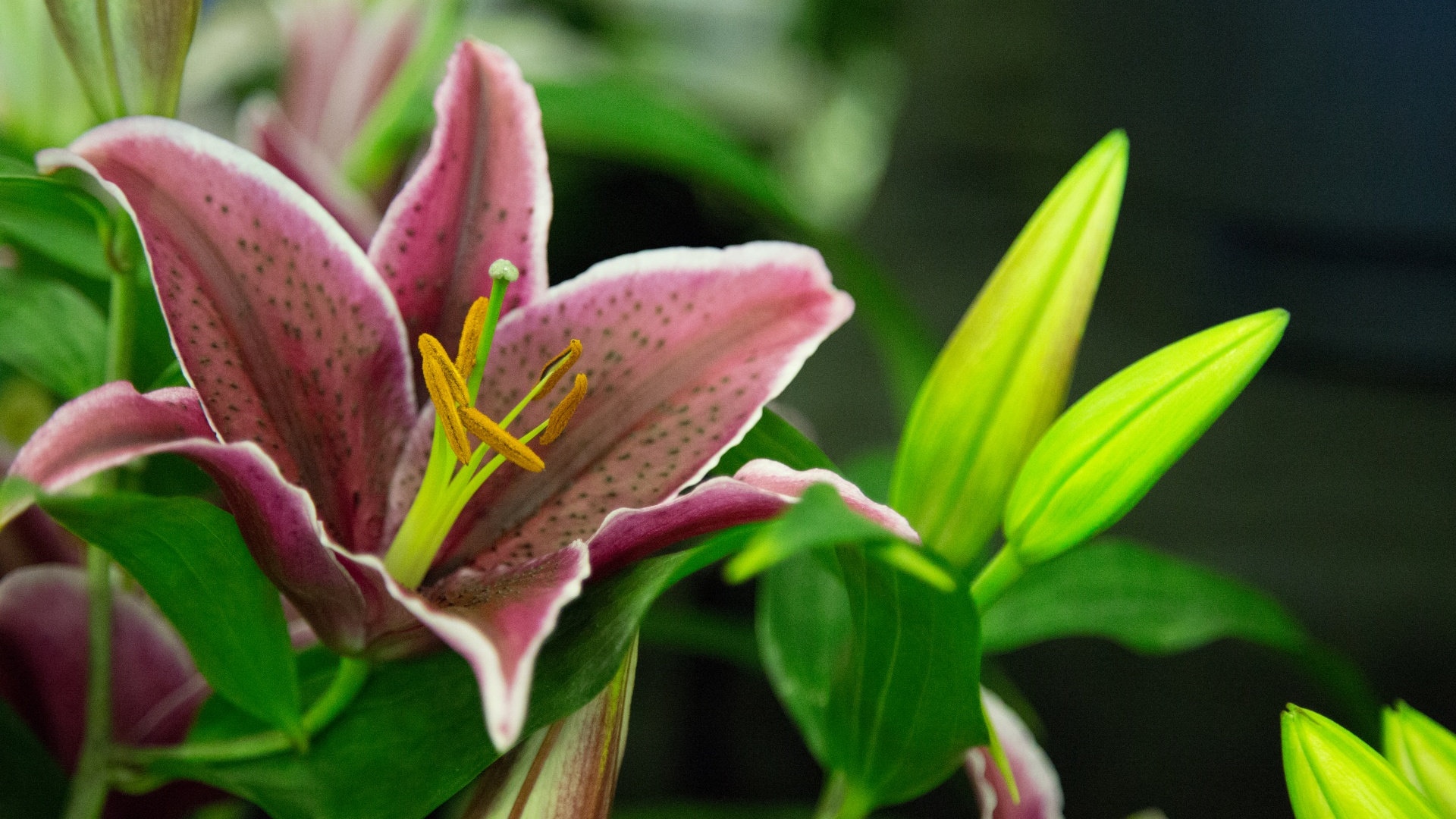 植物,花卉,百合花
