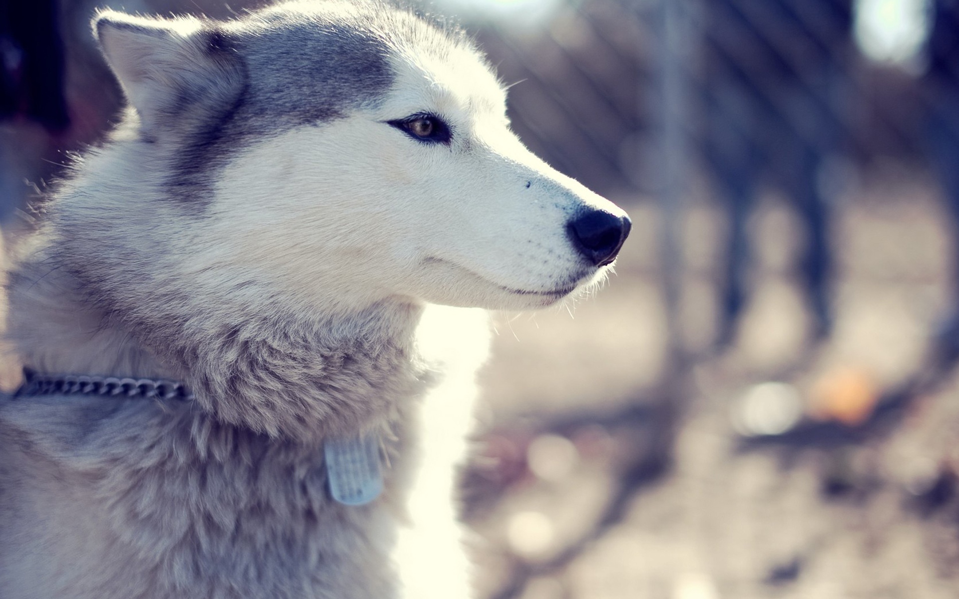 汪星人,狗,浪,哈士奇