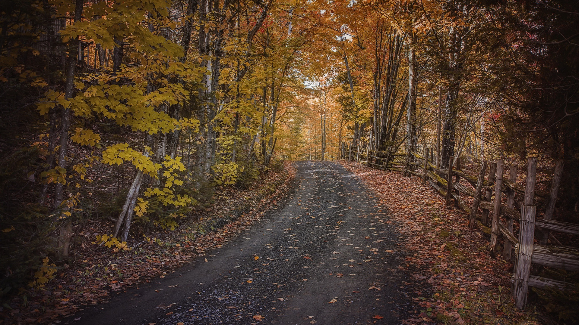 秋意正浓,树林,红叶,乡村