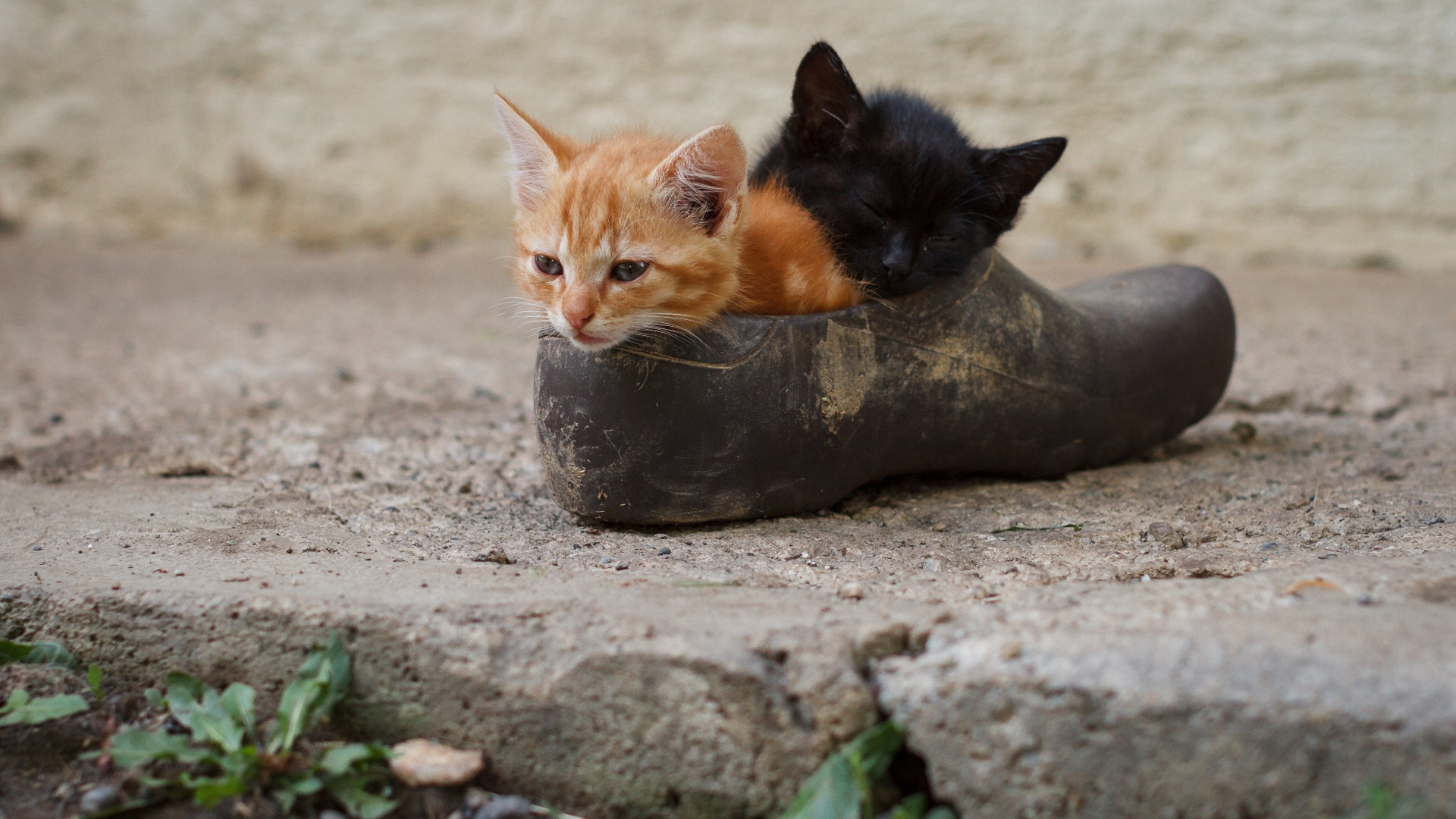 喵星人,皮鞋,小奶猫