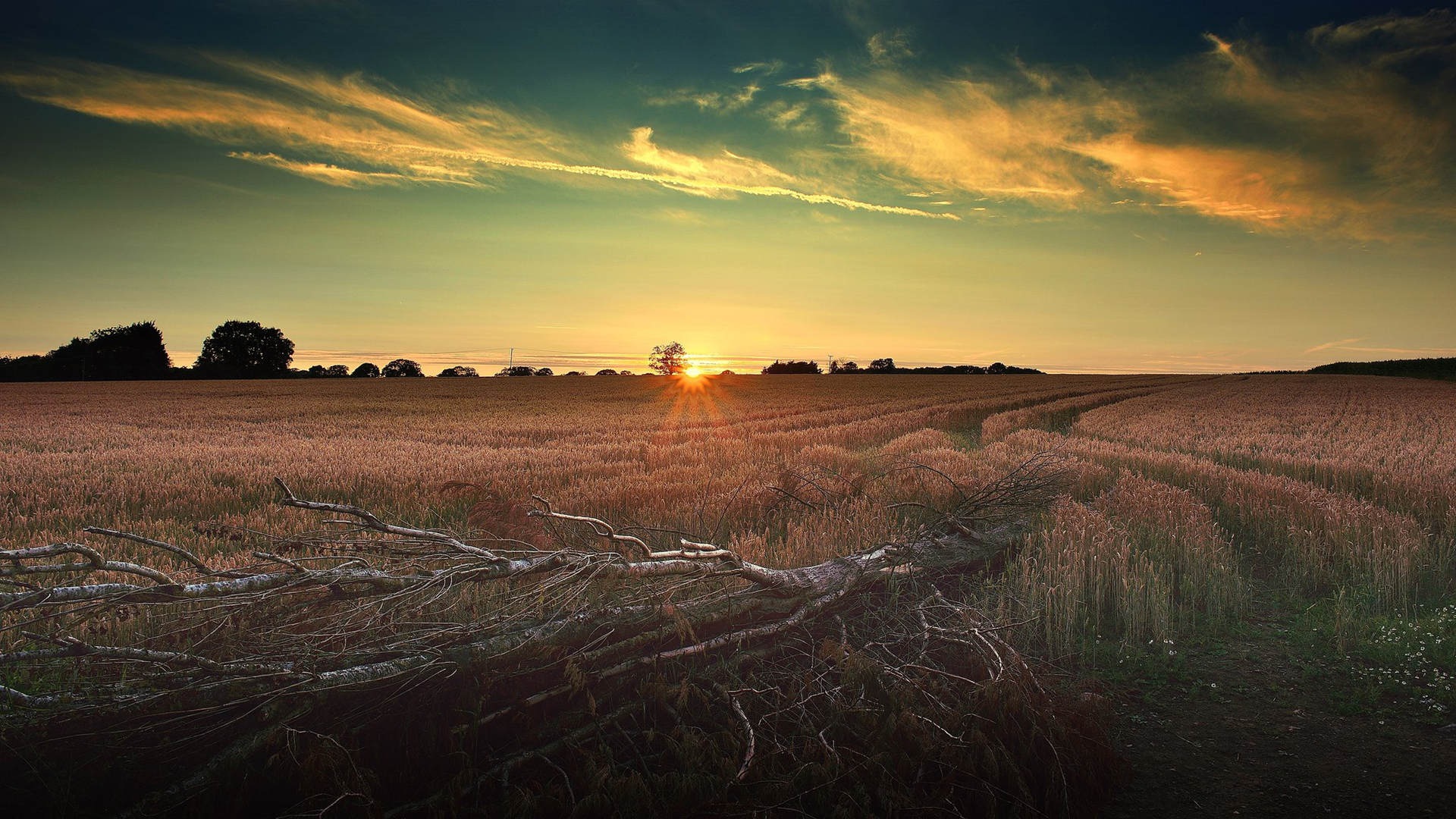 落日余晖,农场,原野