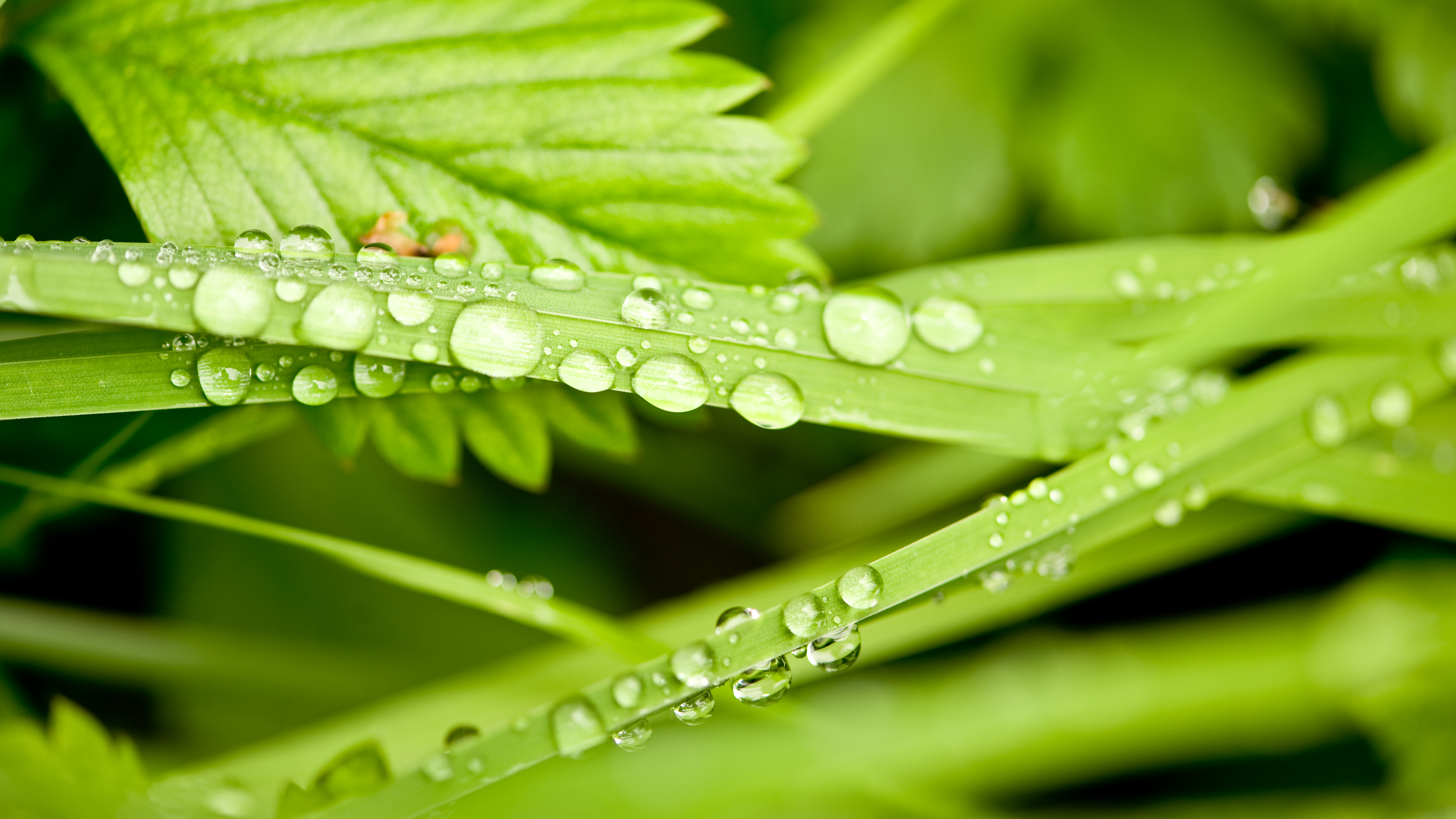 护眼壁纸,清晨,露水,青草