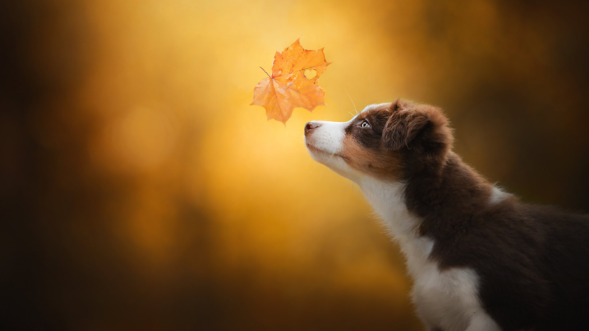 汪星人,树叶,秋天