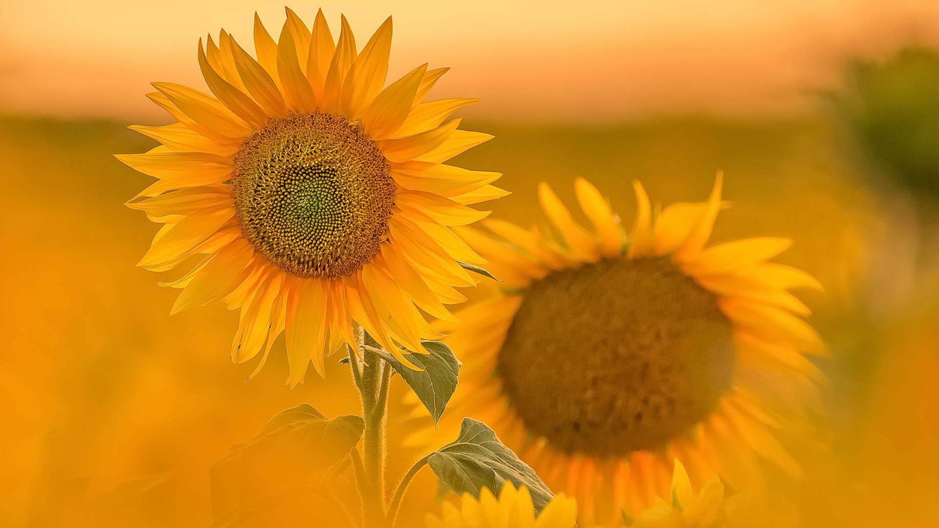 鸟语花香,向日葵,金色