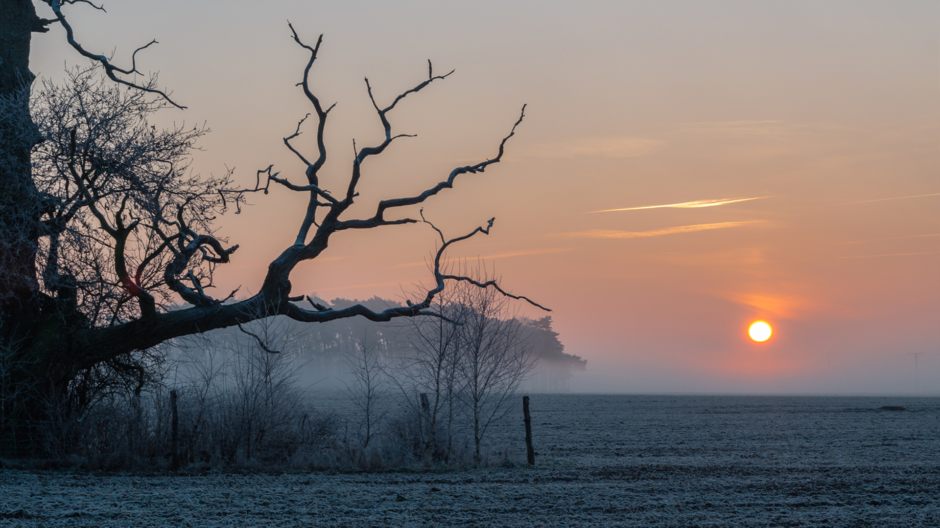 自然风光,日出,晨雾,江水,枯树