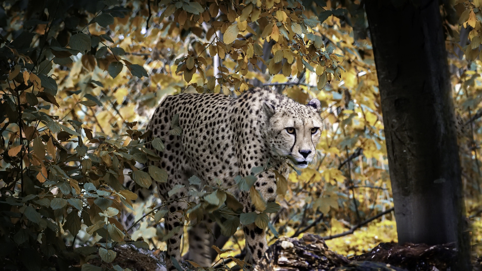 野生动物,豹,树林,隐蔽
