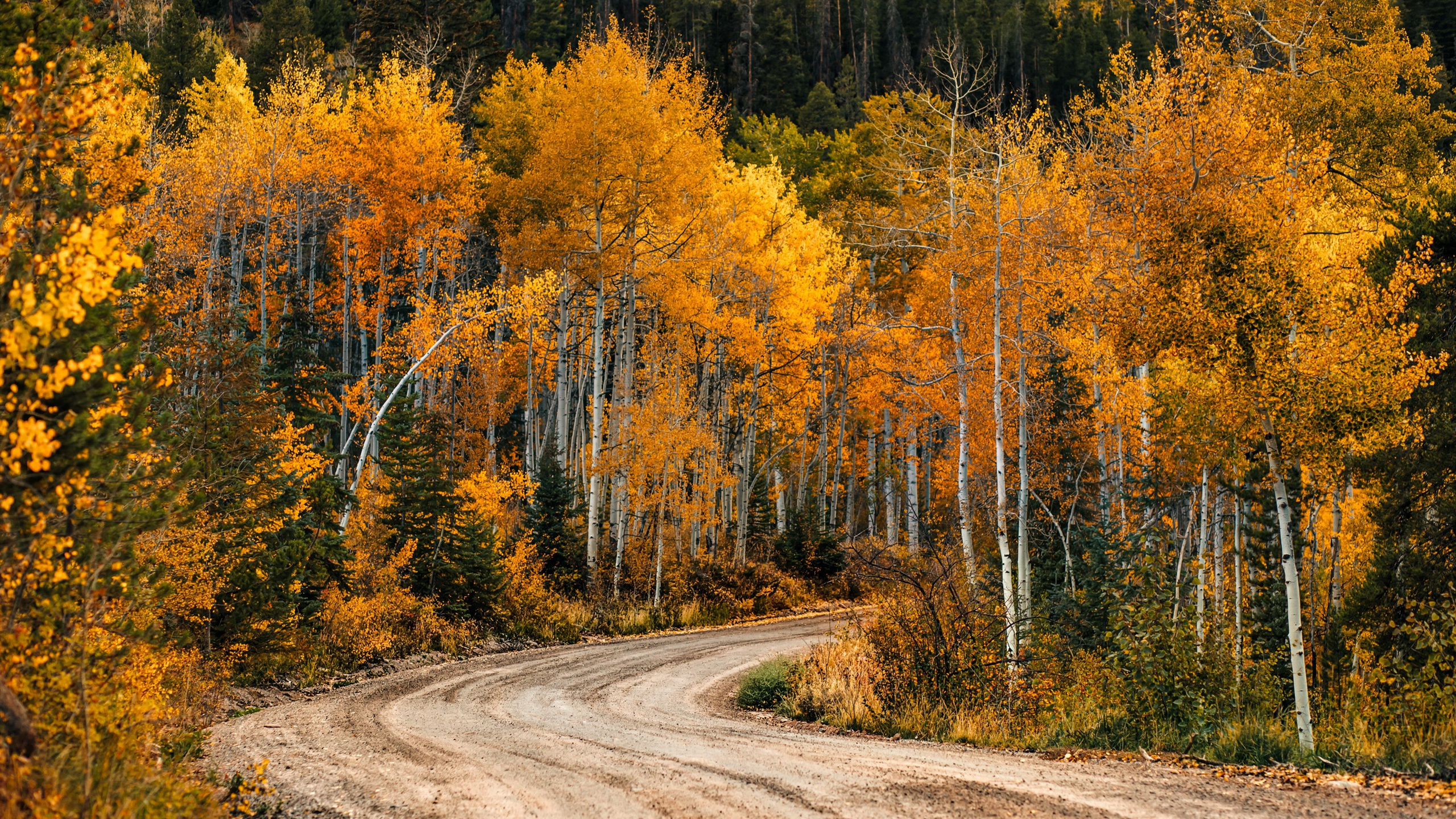 秋意正浓,树林,金秋