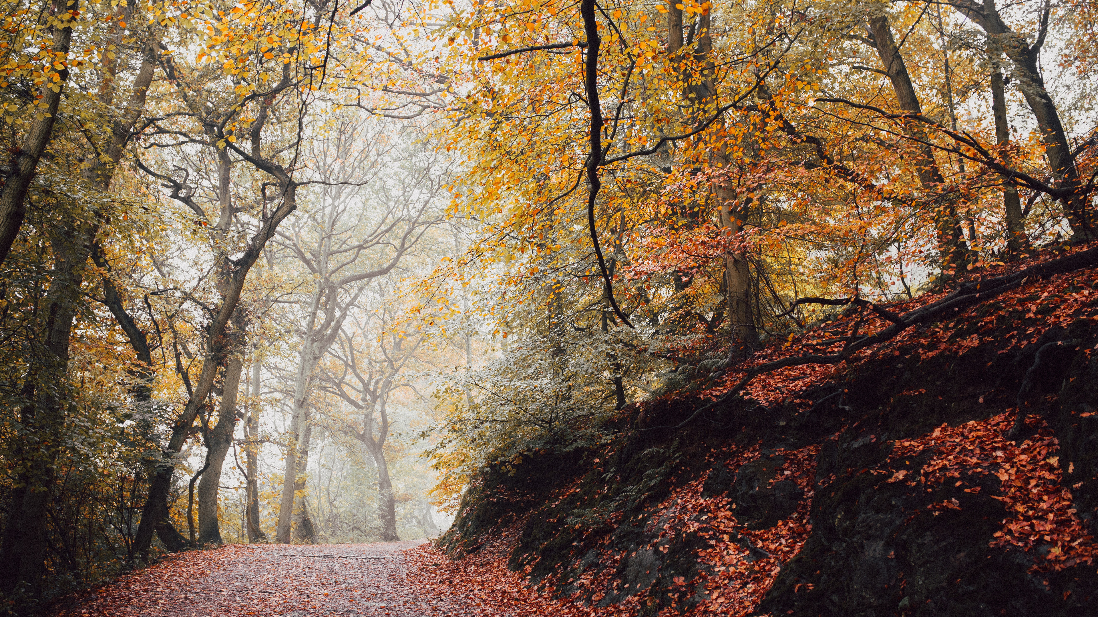 秋意正浓,树叶,小路