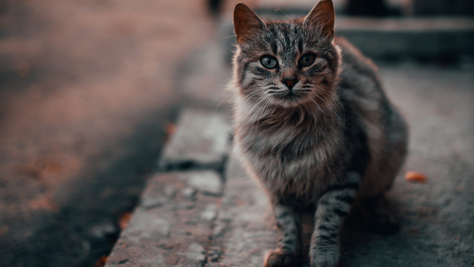 喵星人,可爱,花猫