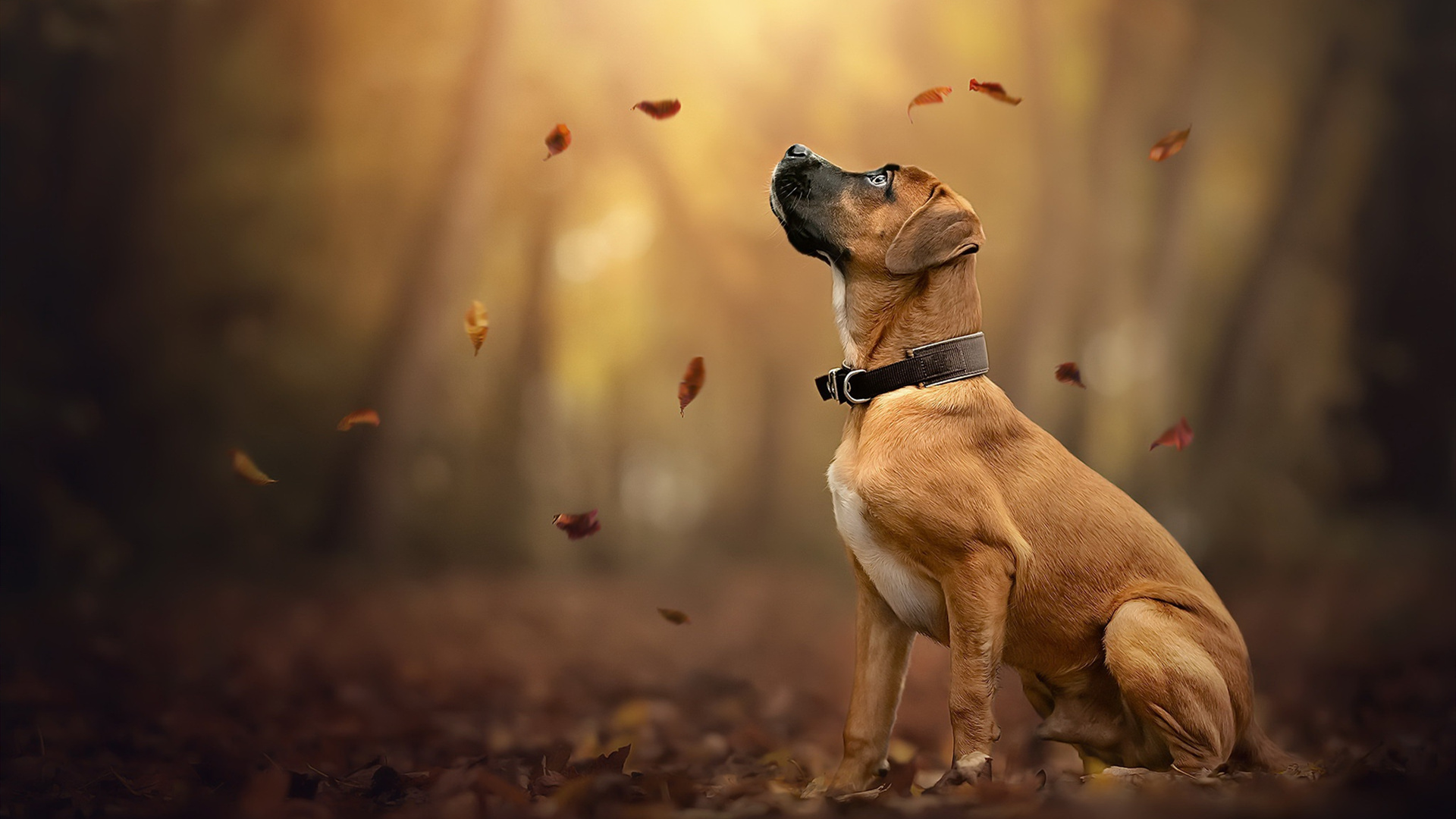 汪星人,秋天,落叶