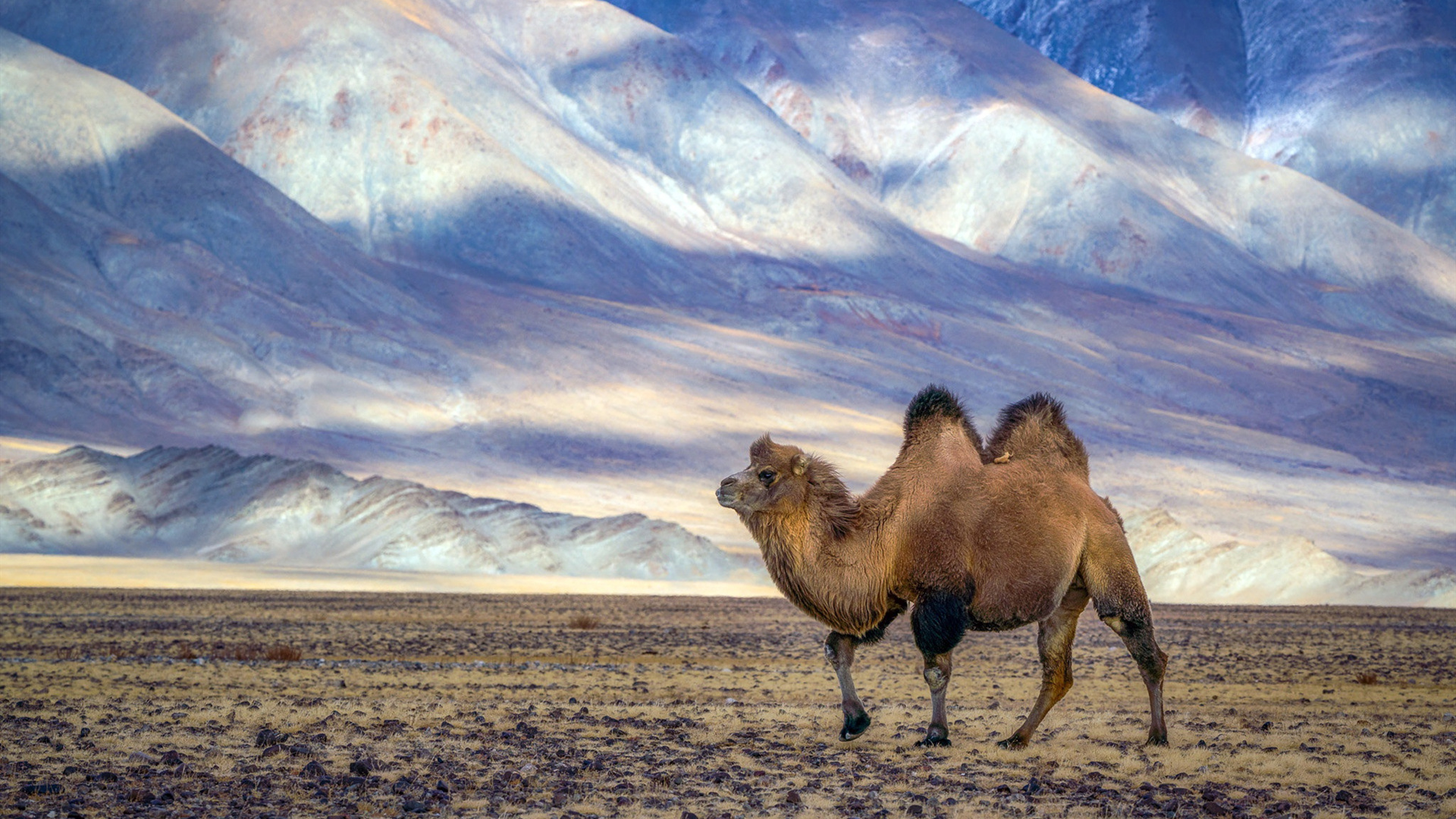 野生动物,沙漠之舟,雪山脚下