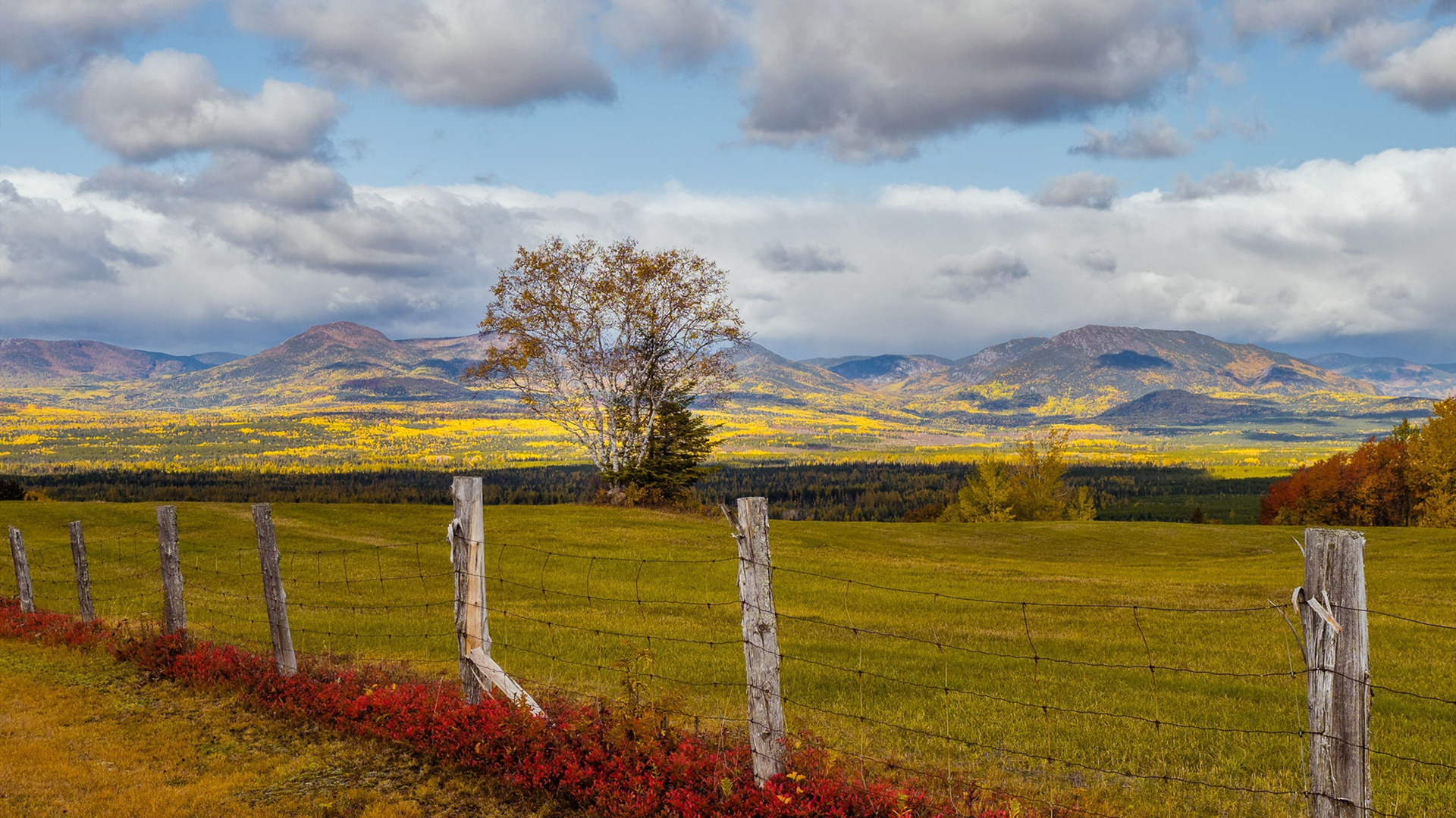 秋意正浓,云朵,牧场