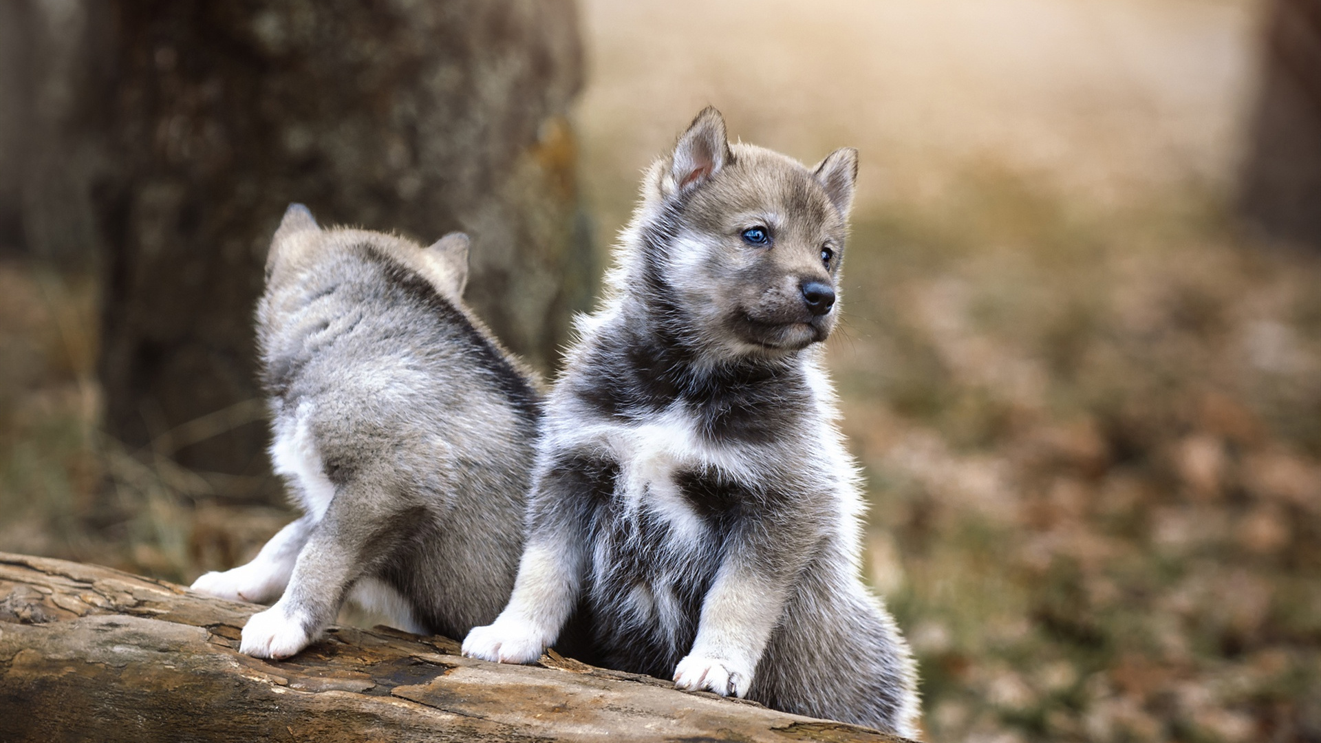 汪星人,狗宝宝,灰色小狗