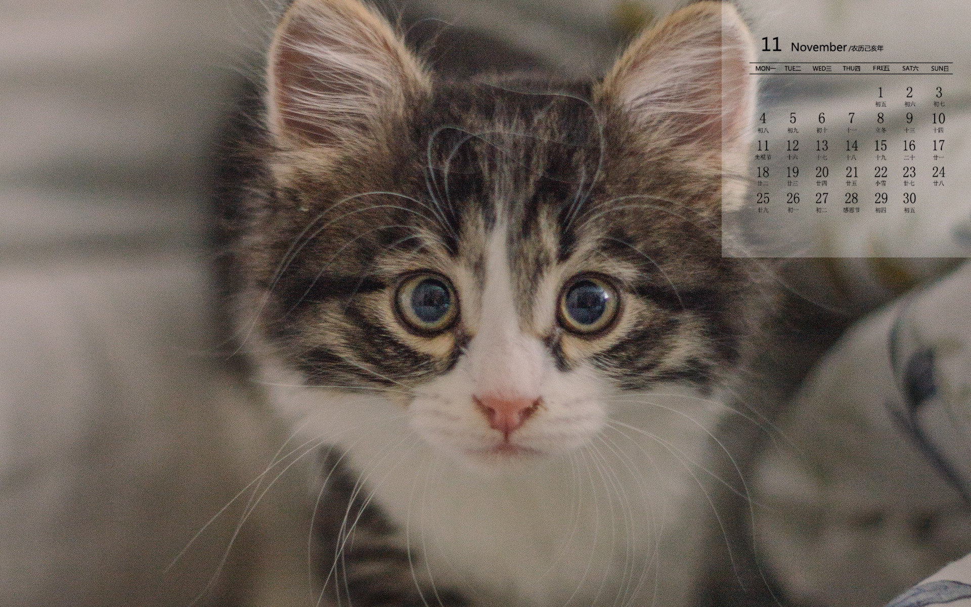 月历,2019年11月,日历