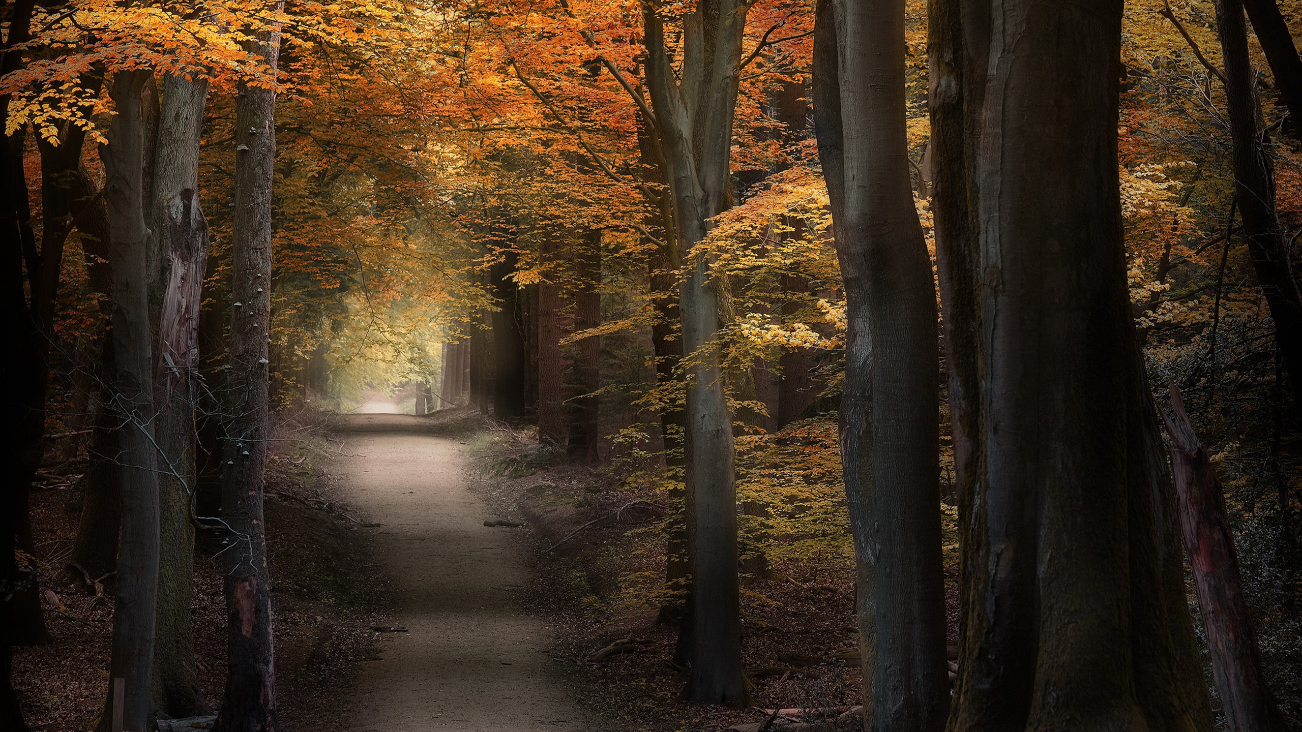 秋意正浓,树林,小径