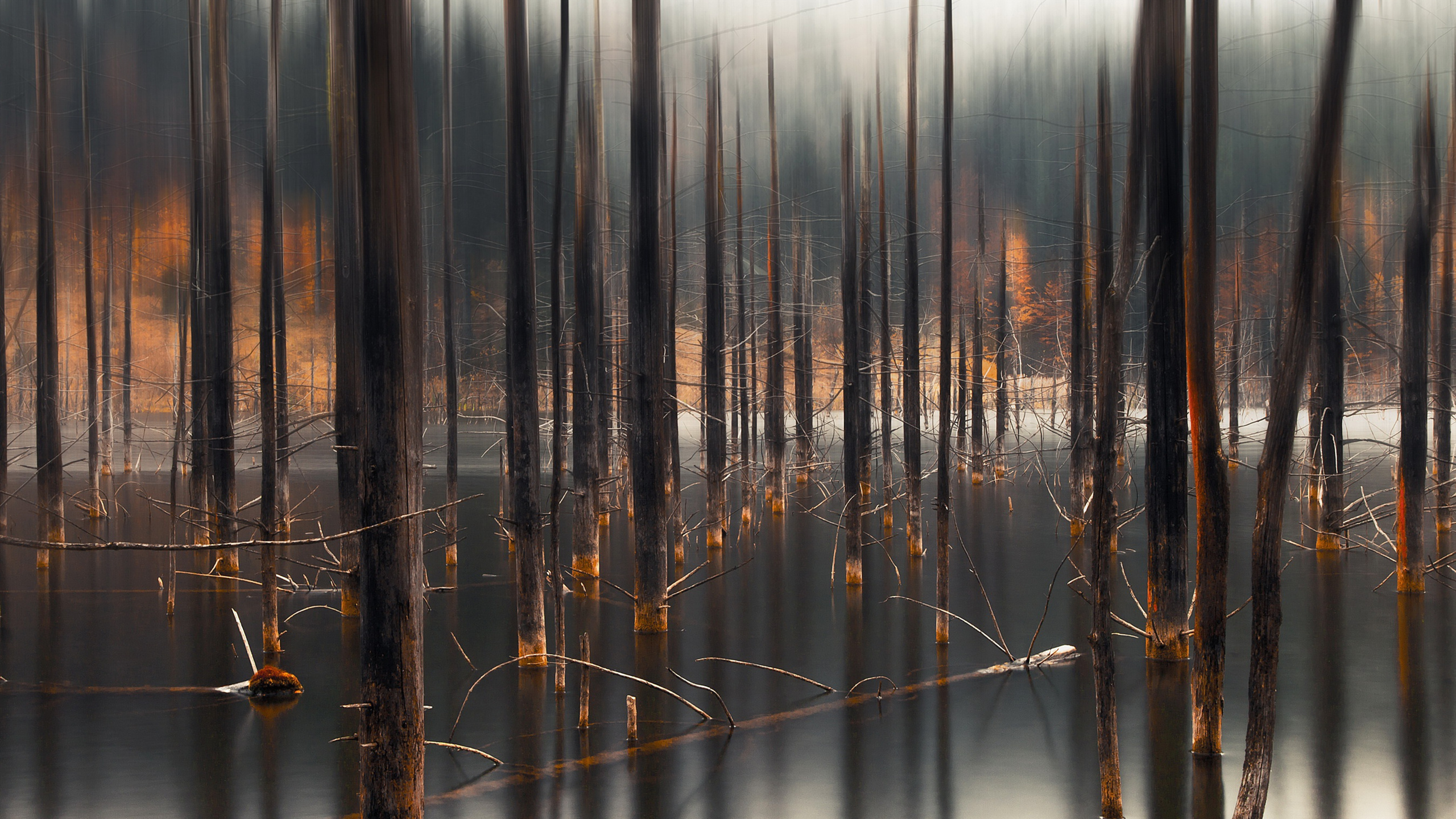 自然风光,灌木,树林