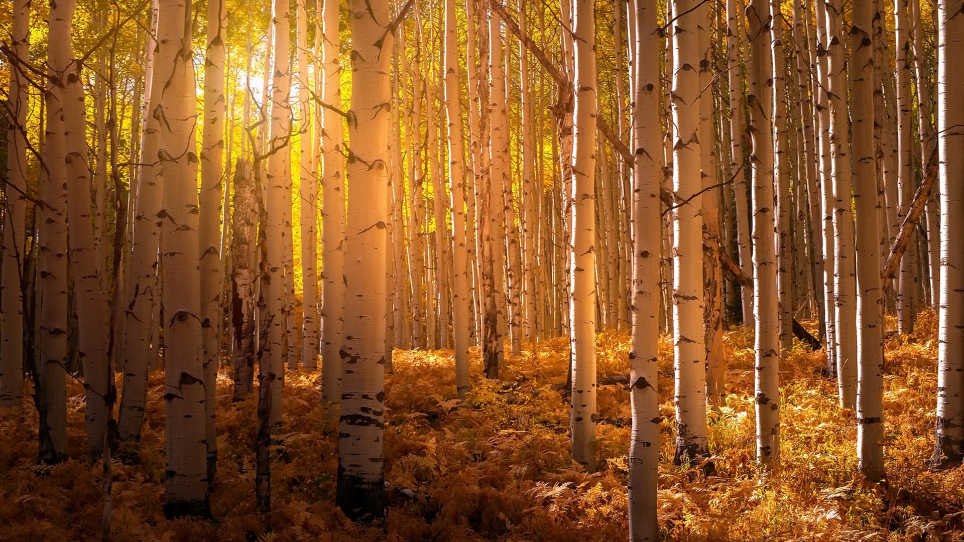 自然风光,树林,日出